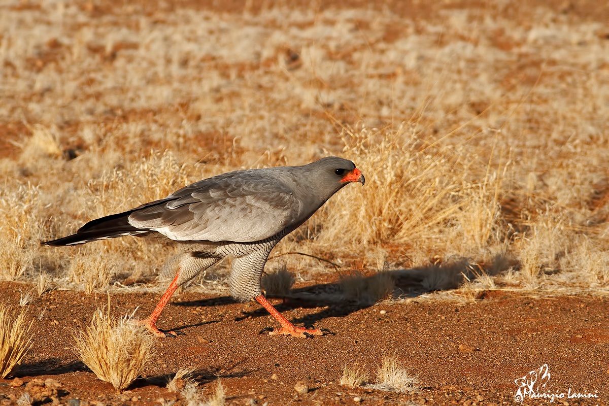 Preferisco a piedi !!