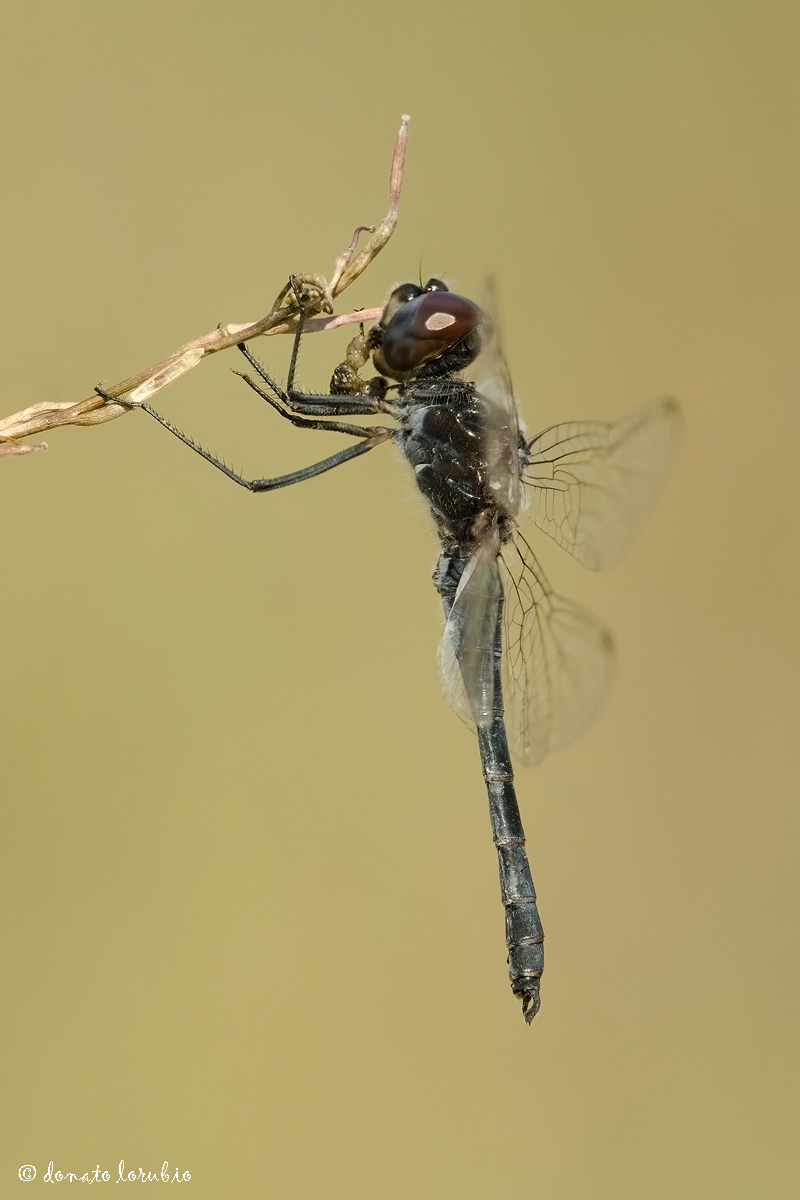 breakfast of Selysiothemis nigra