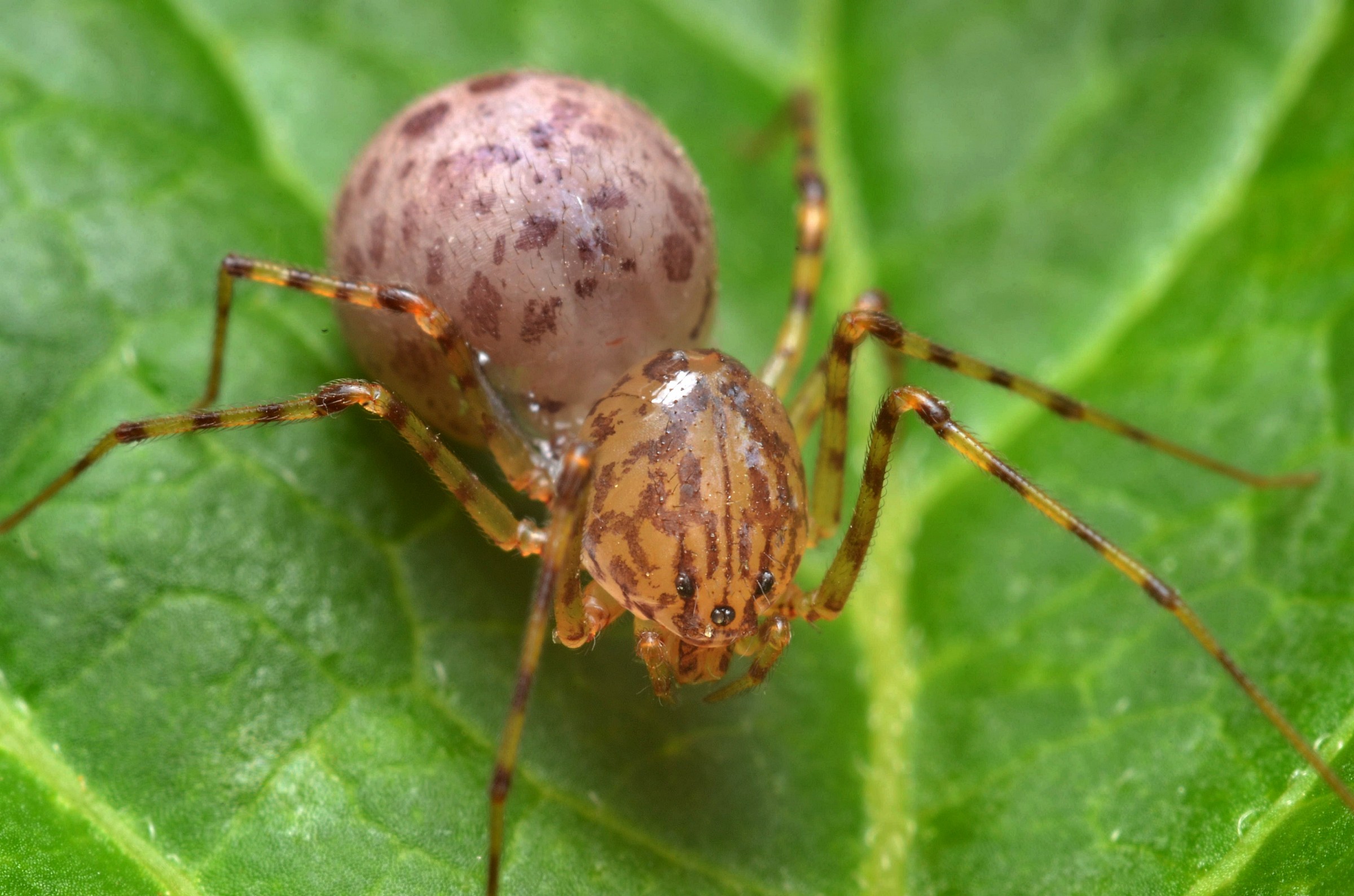 Ragno...sconosciuto.