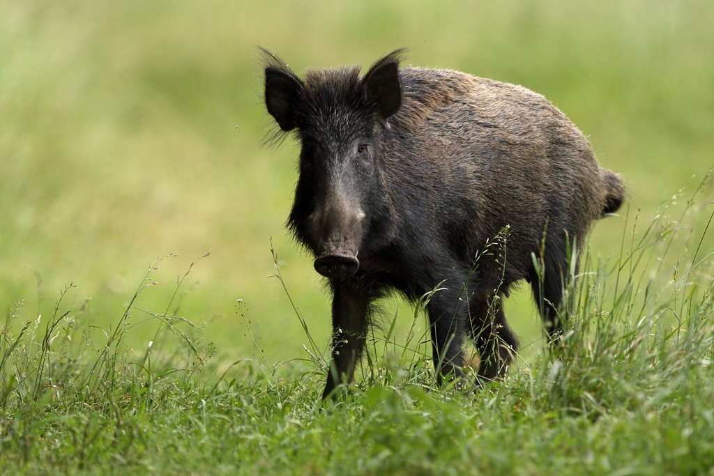 Wild boar