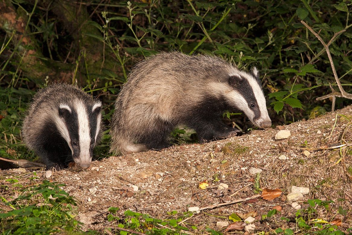 Badger Cubs
