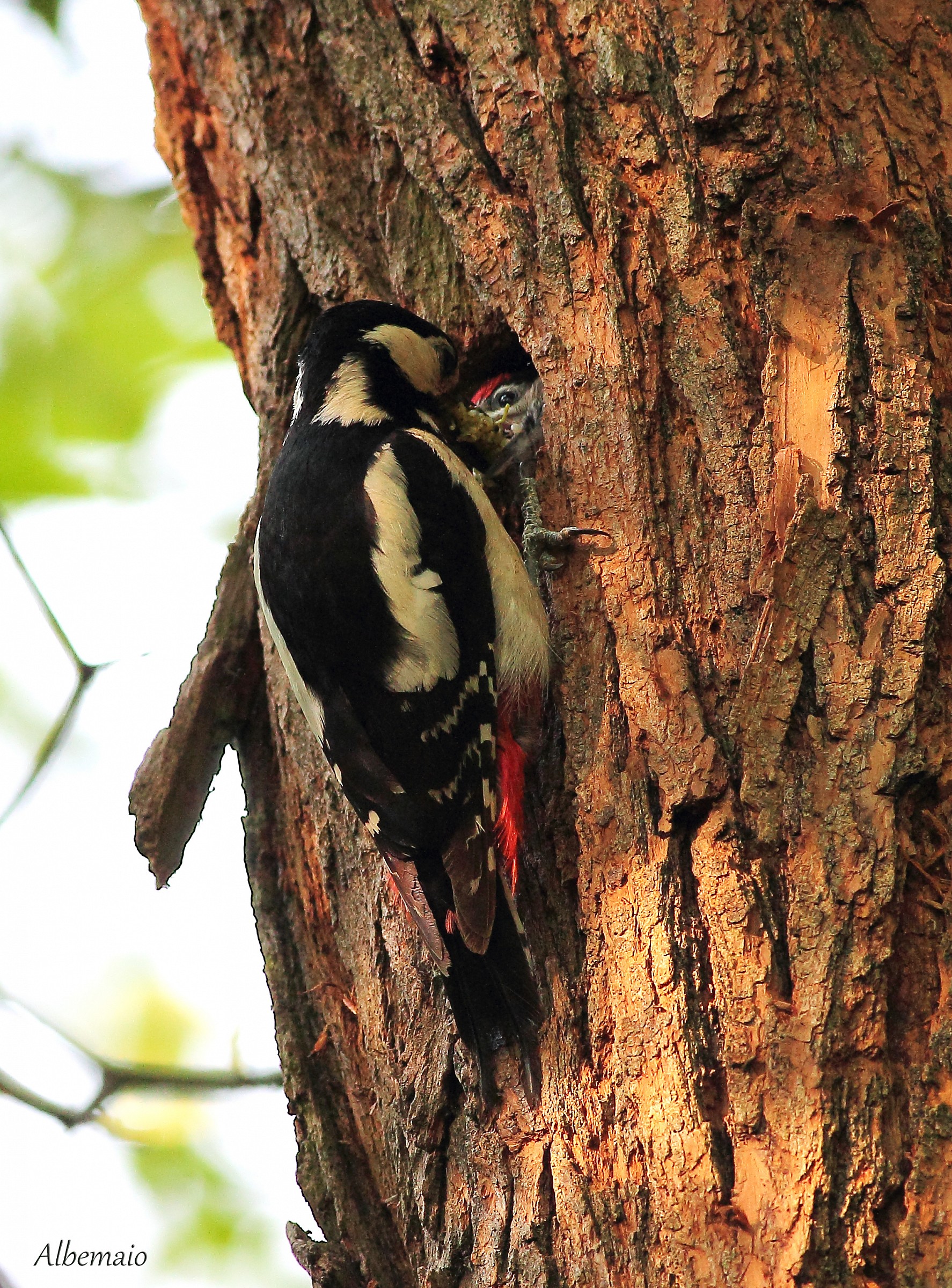Picchio Rosso : Imbeccata