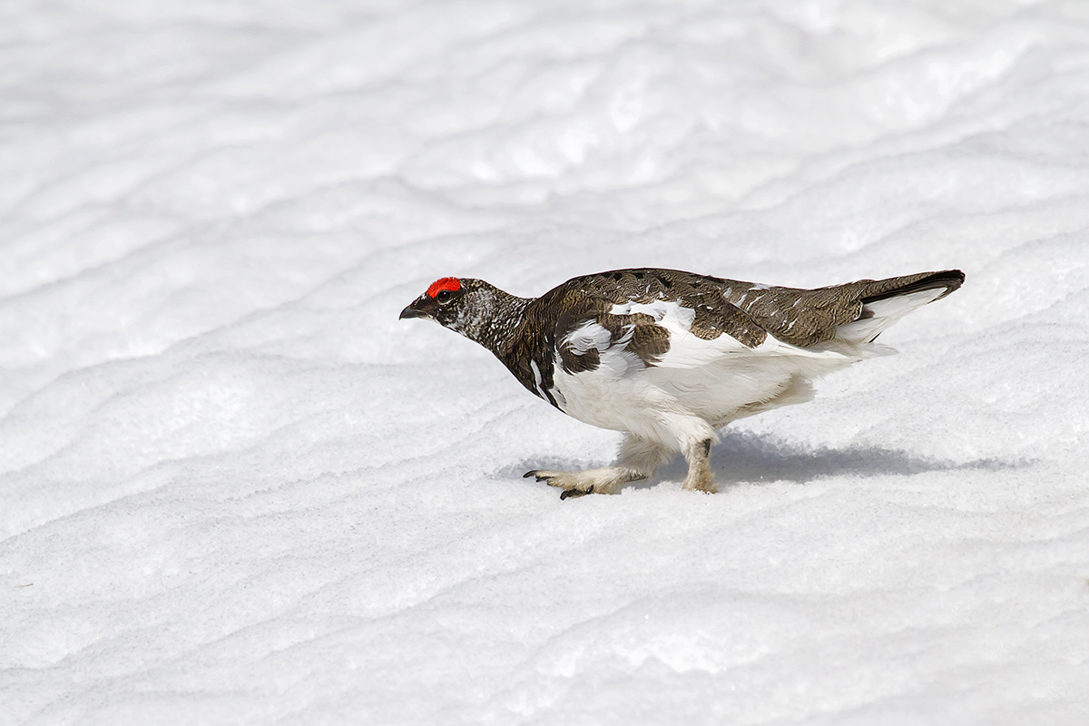 ptarmigan