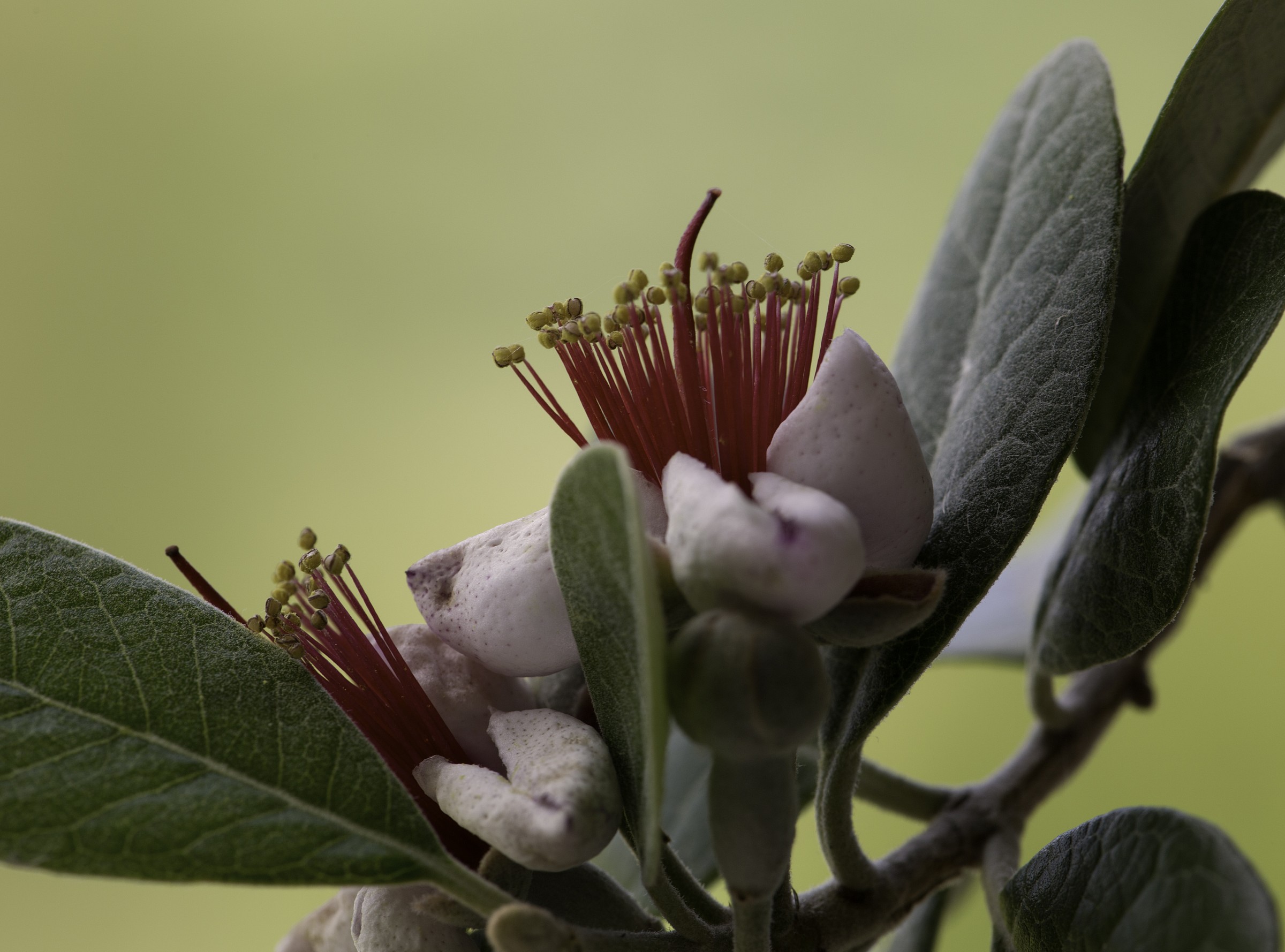 Fiore di Feijoa