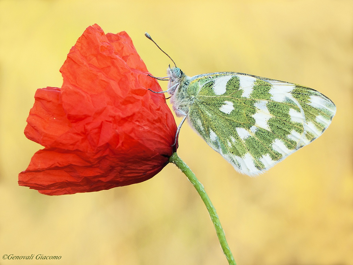 You know that poppies ......
