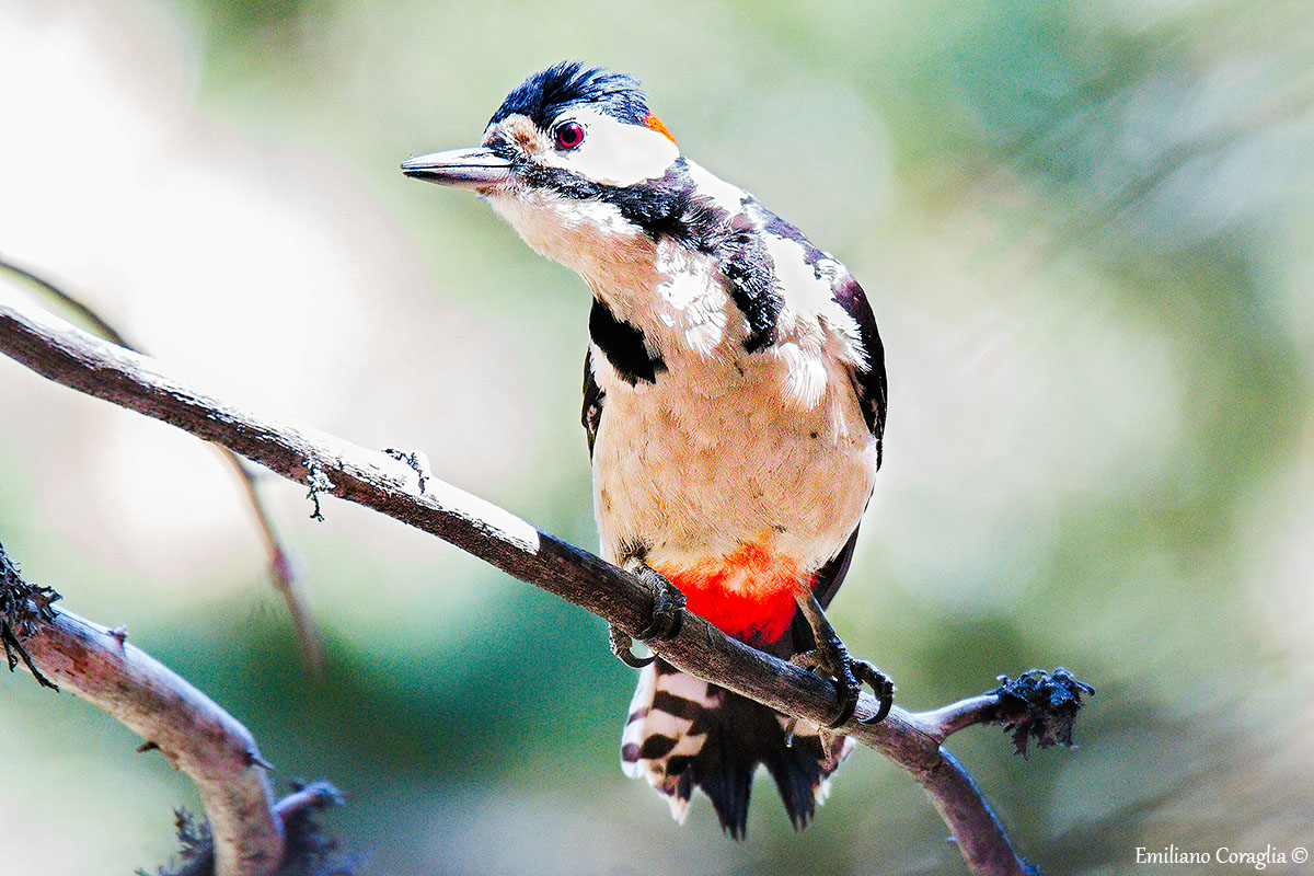Woodpecker