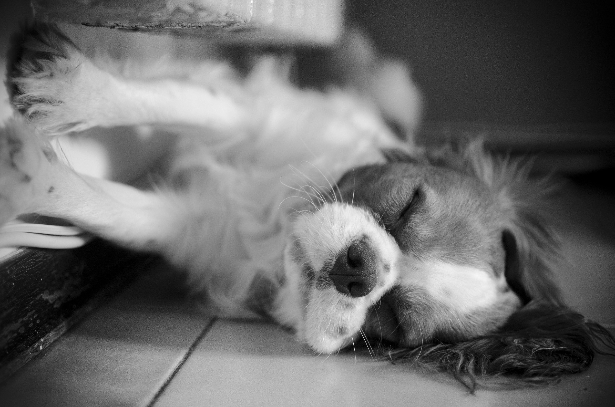 Charlie che dorme attaccato al muro