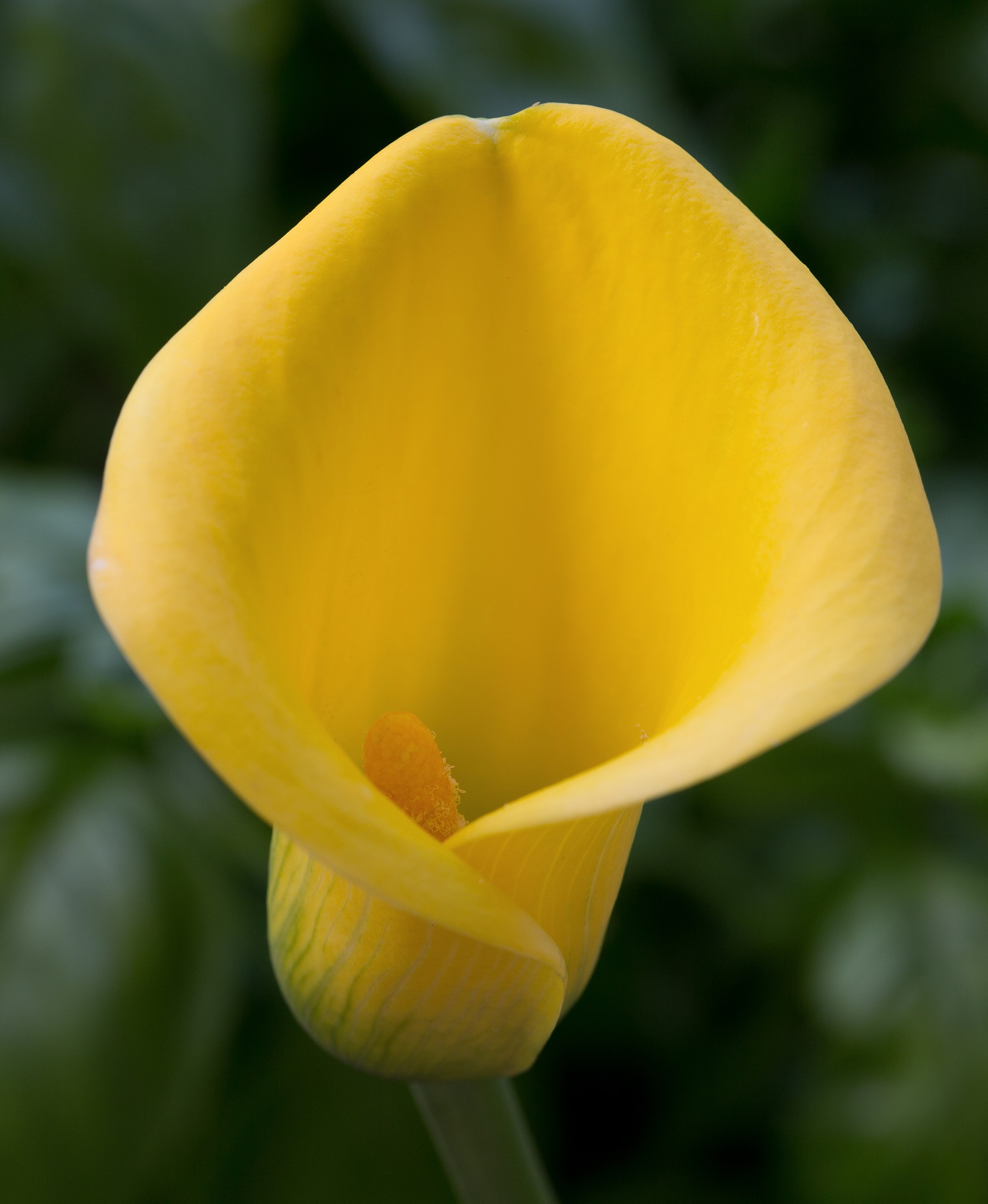 Calla