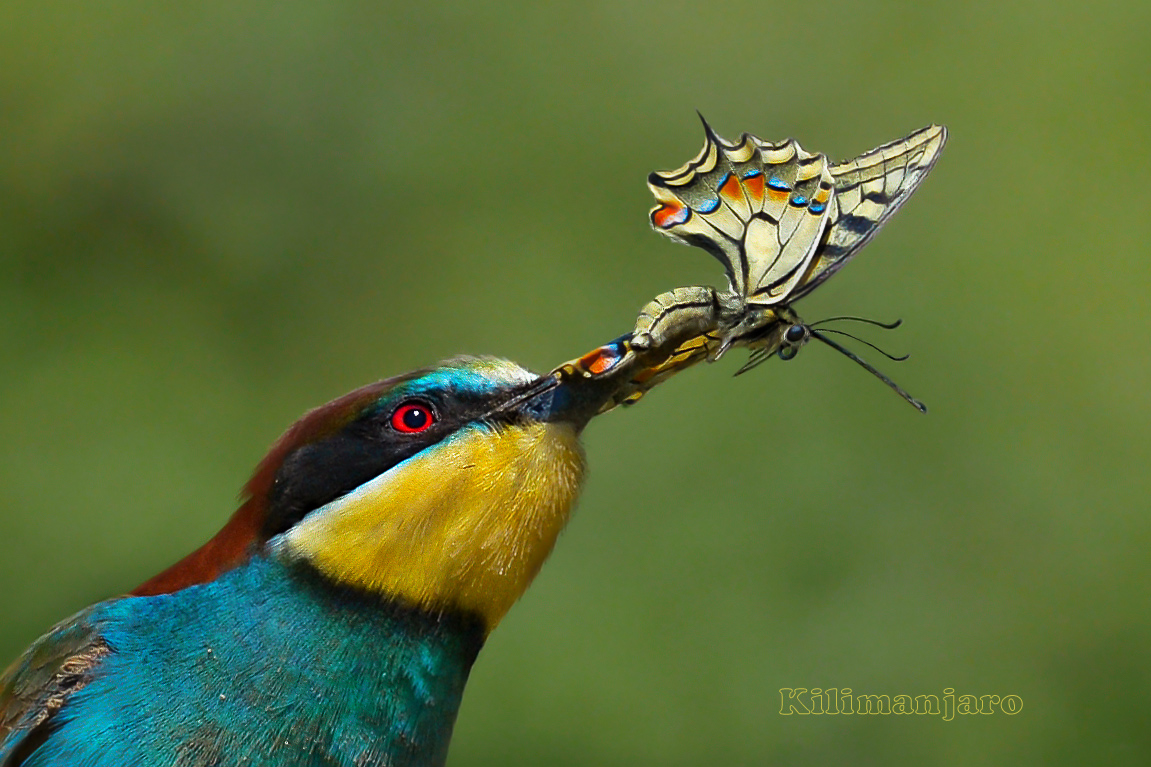 Bee-eater with swallowtail (detail)
