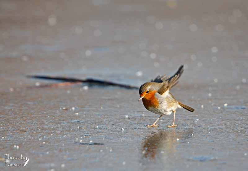Miii... se si scivola!