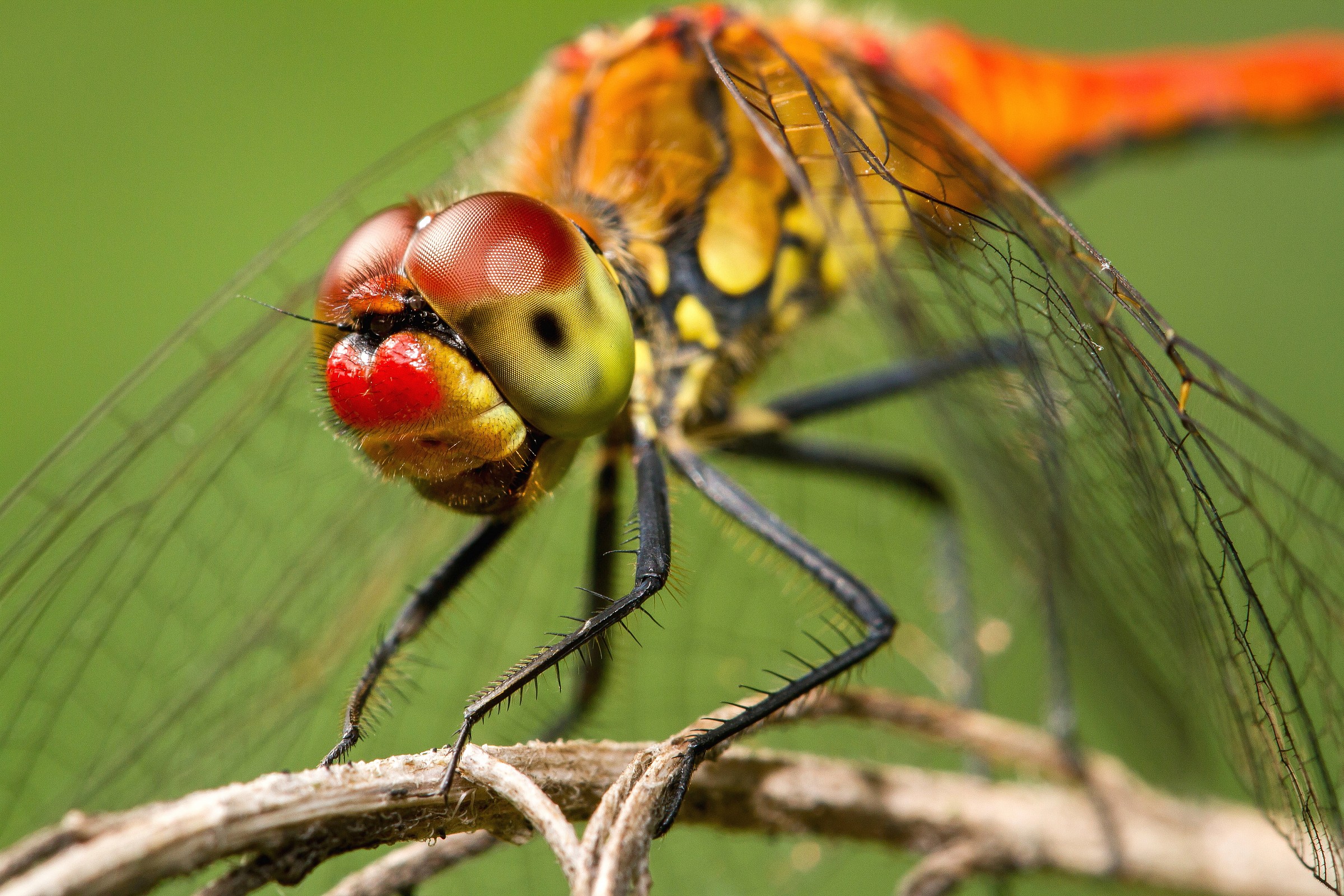 ritratto di libellula rossa