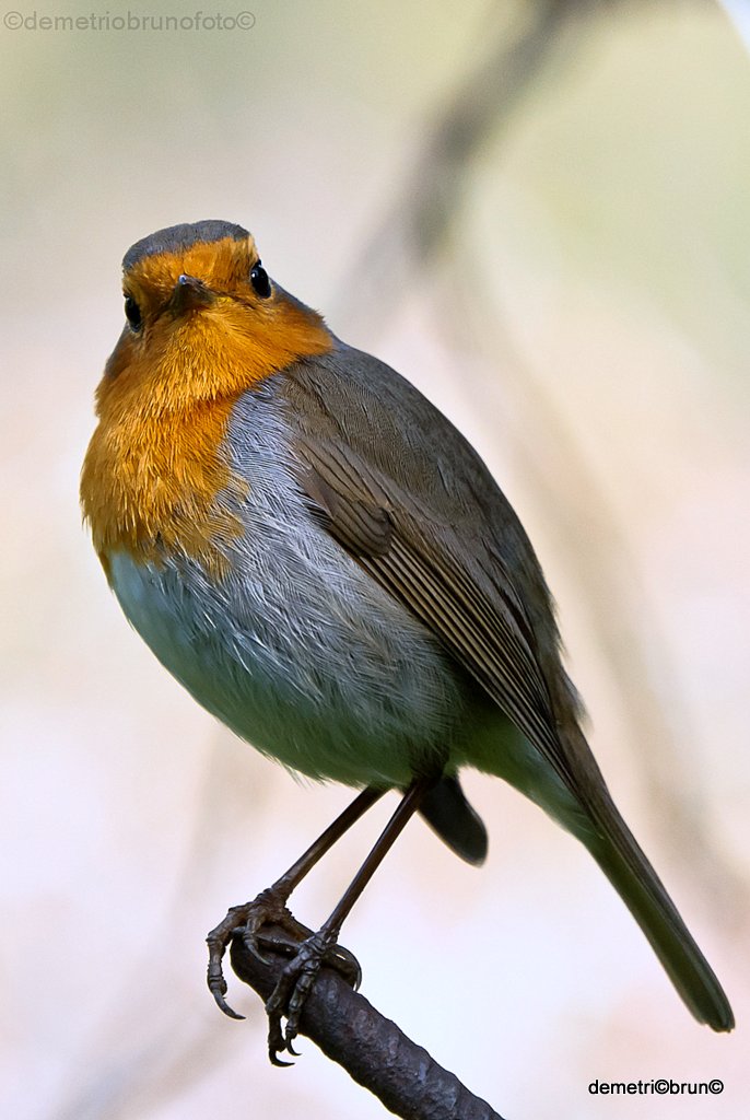 Robin
