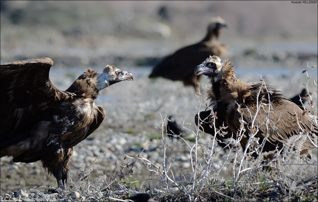 Cinereous Vulture, Erzurum, Turchia ...