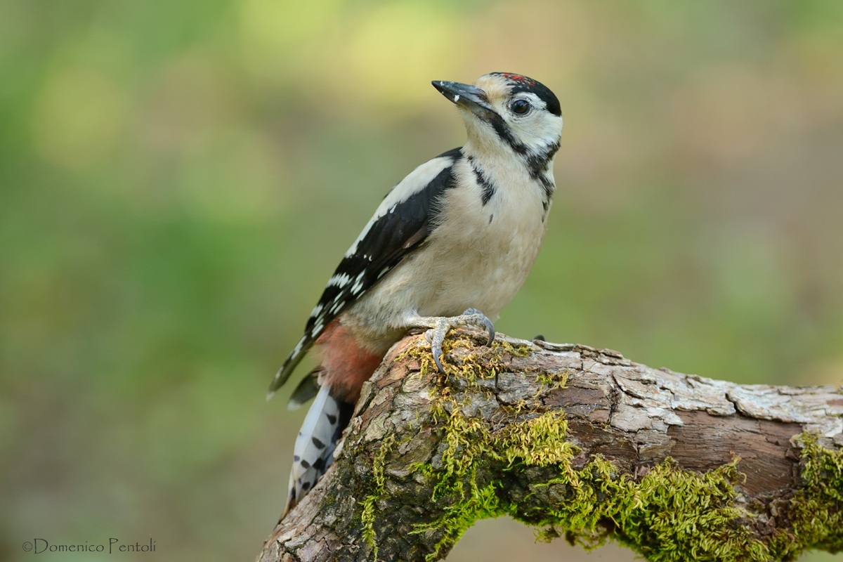 Juv. Picchio Rosso Maggiore