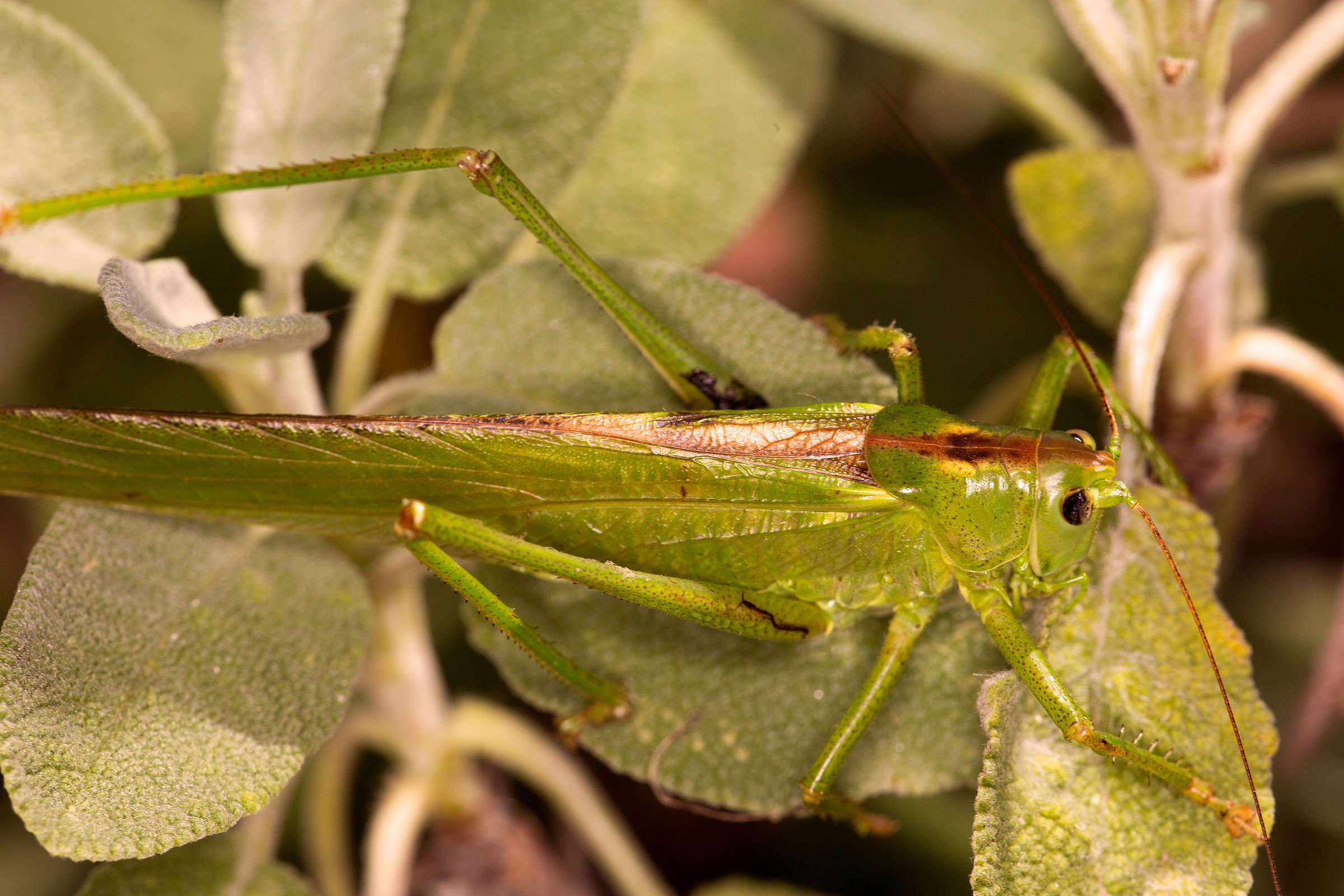 Grasshopper in sage 1
