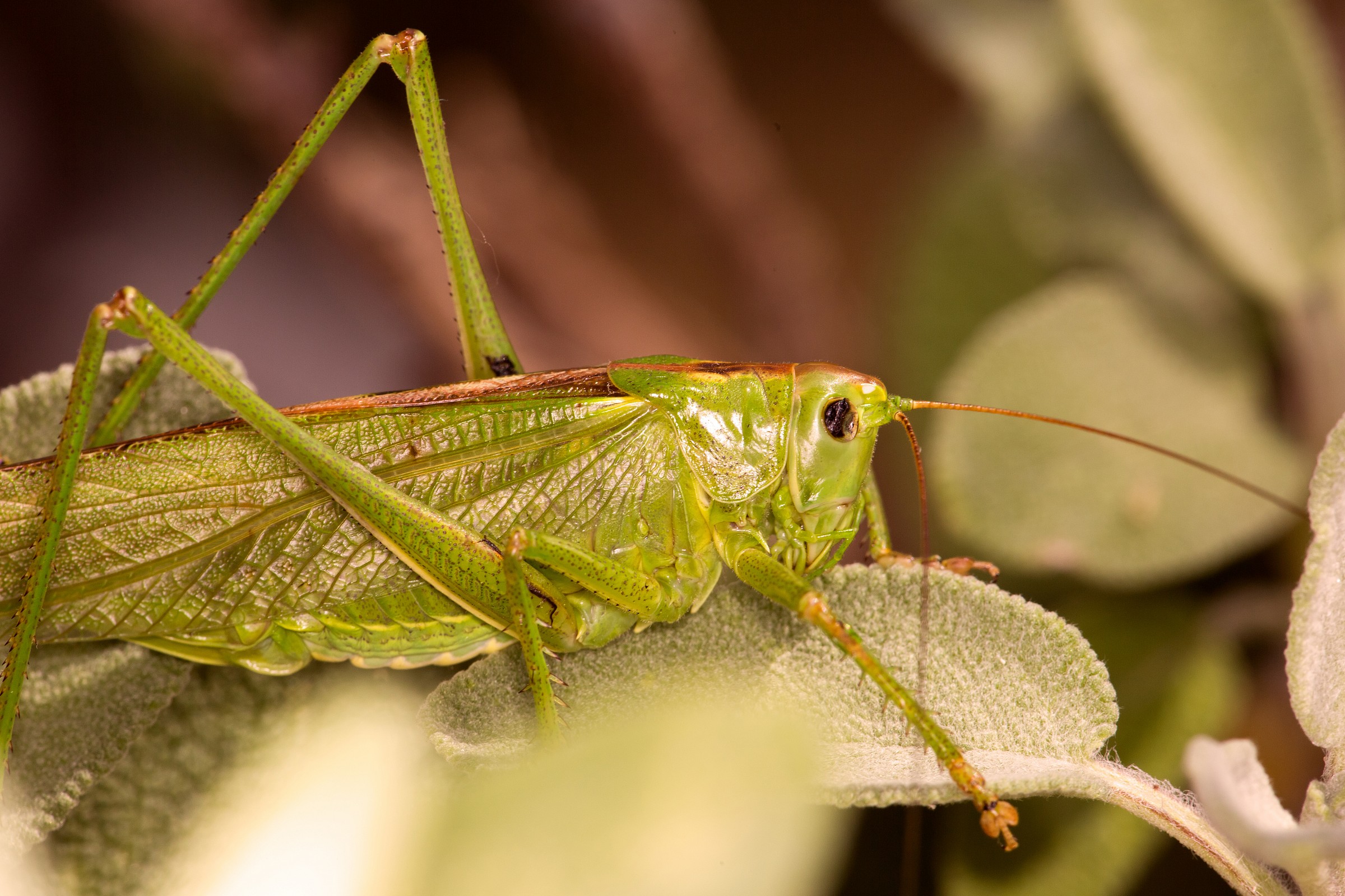 Grasshopper in sage 2