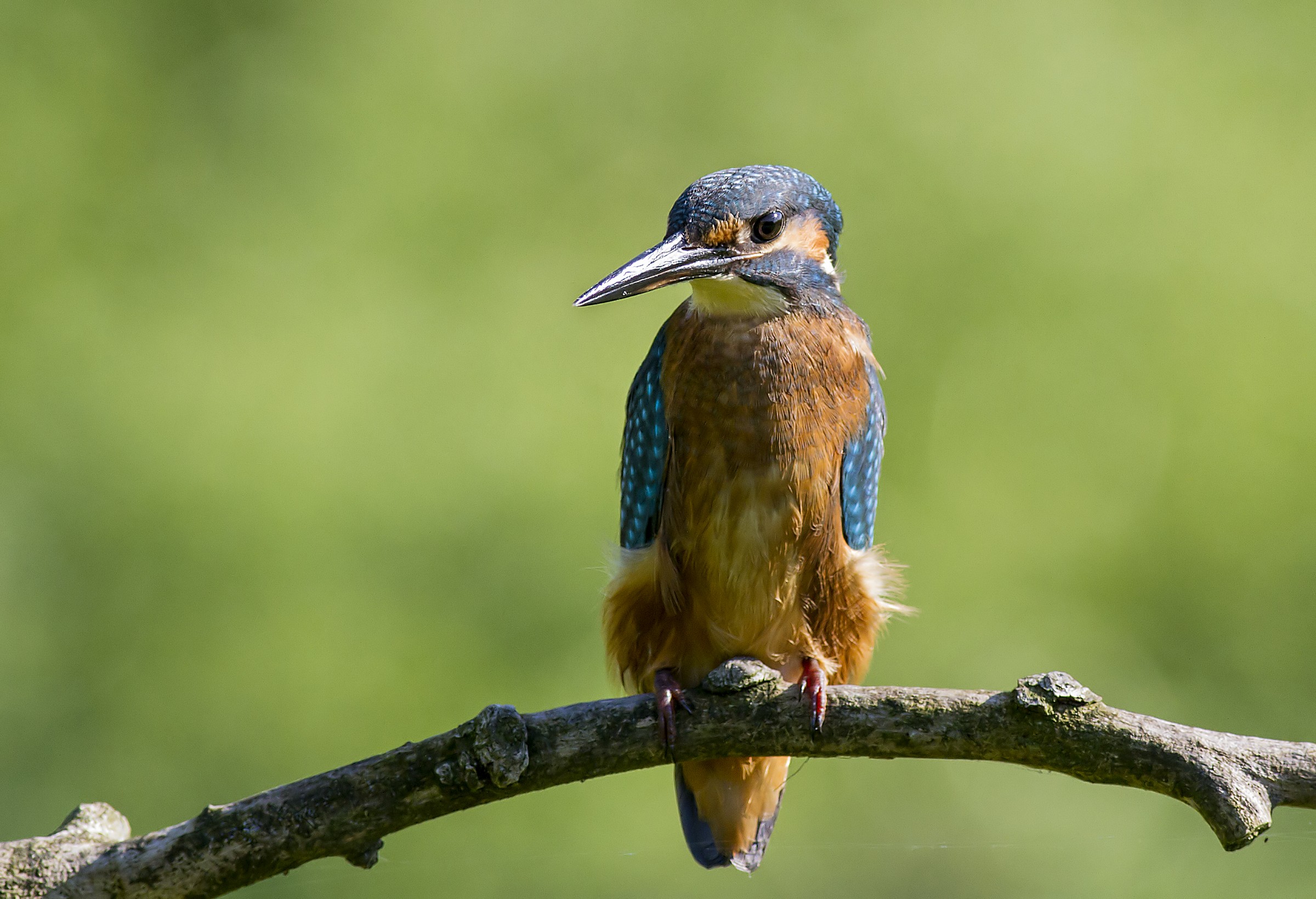 Alcedo