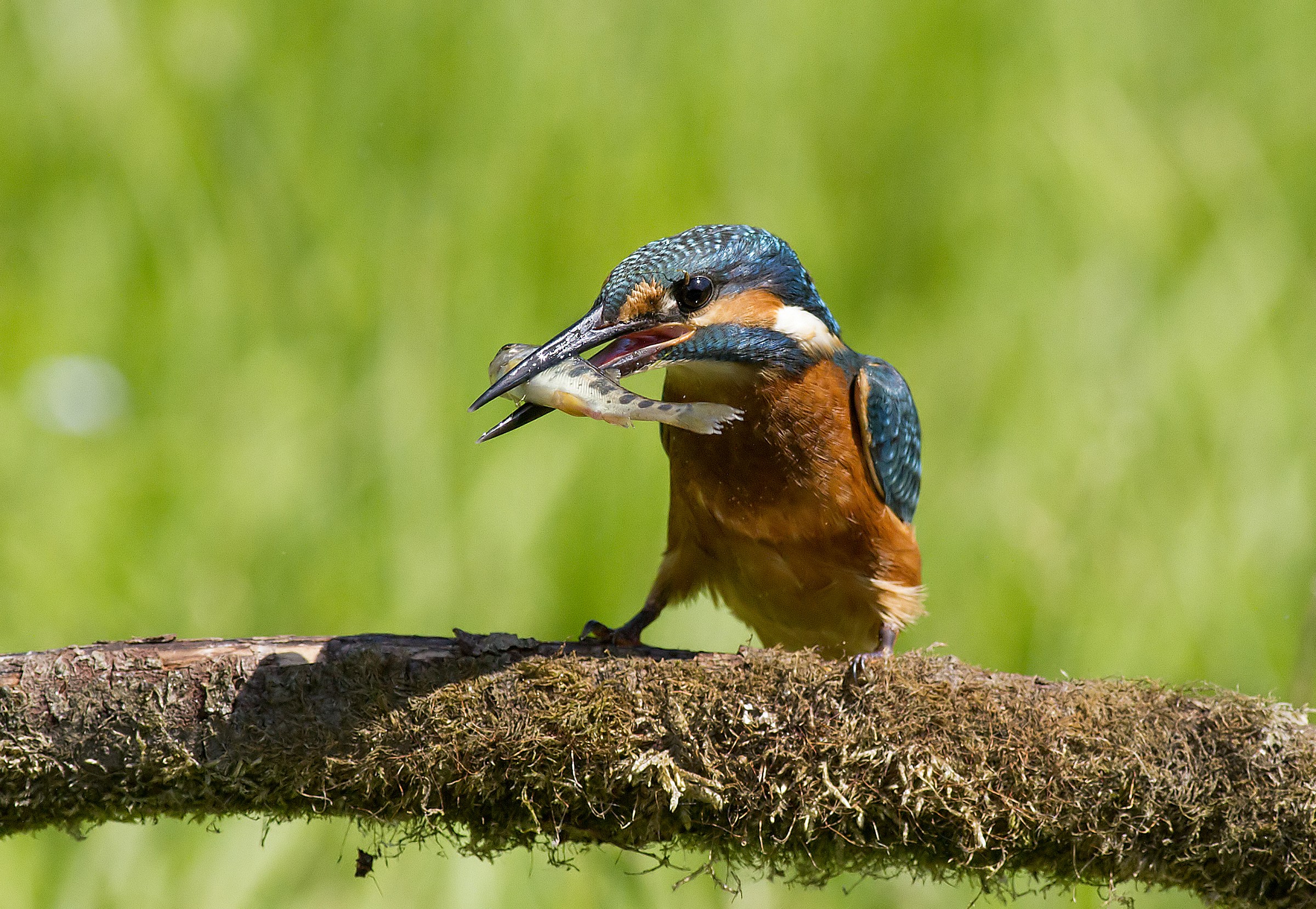 Alcedo eating