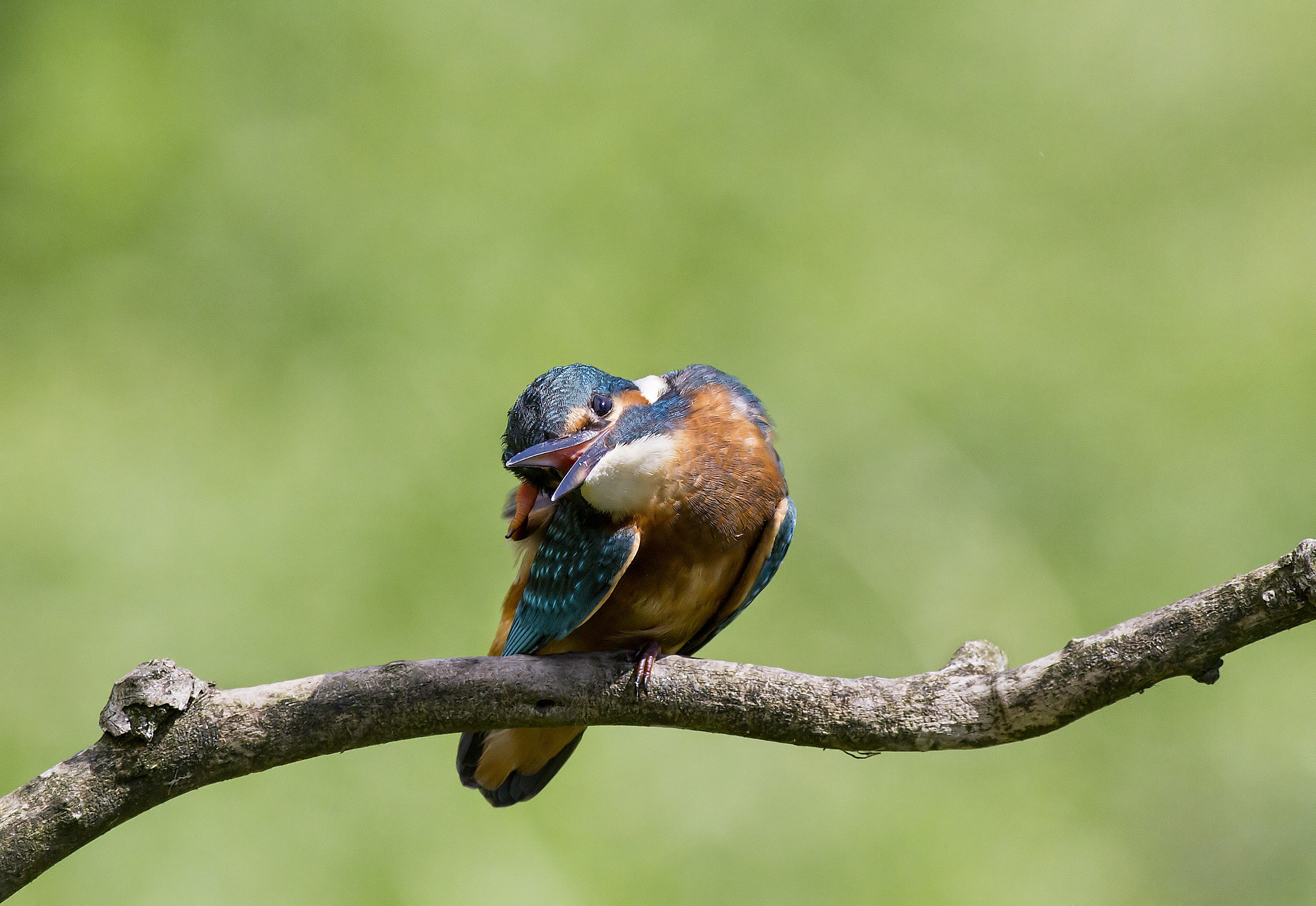 Alcedo scratching