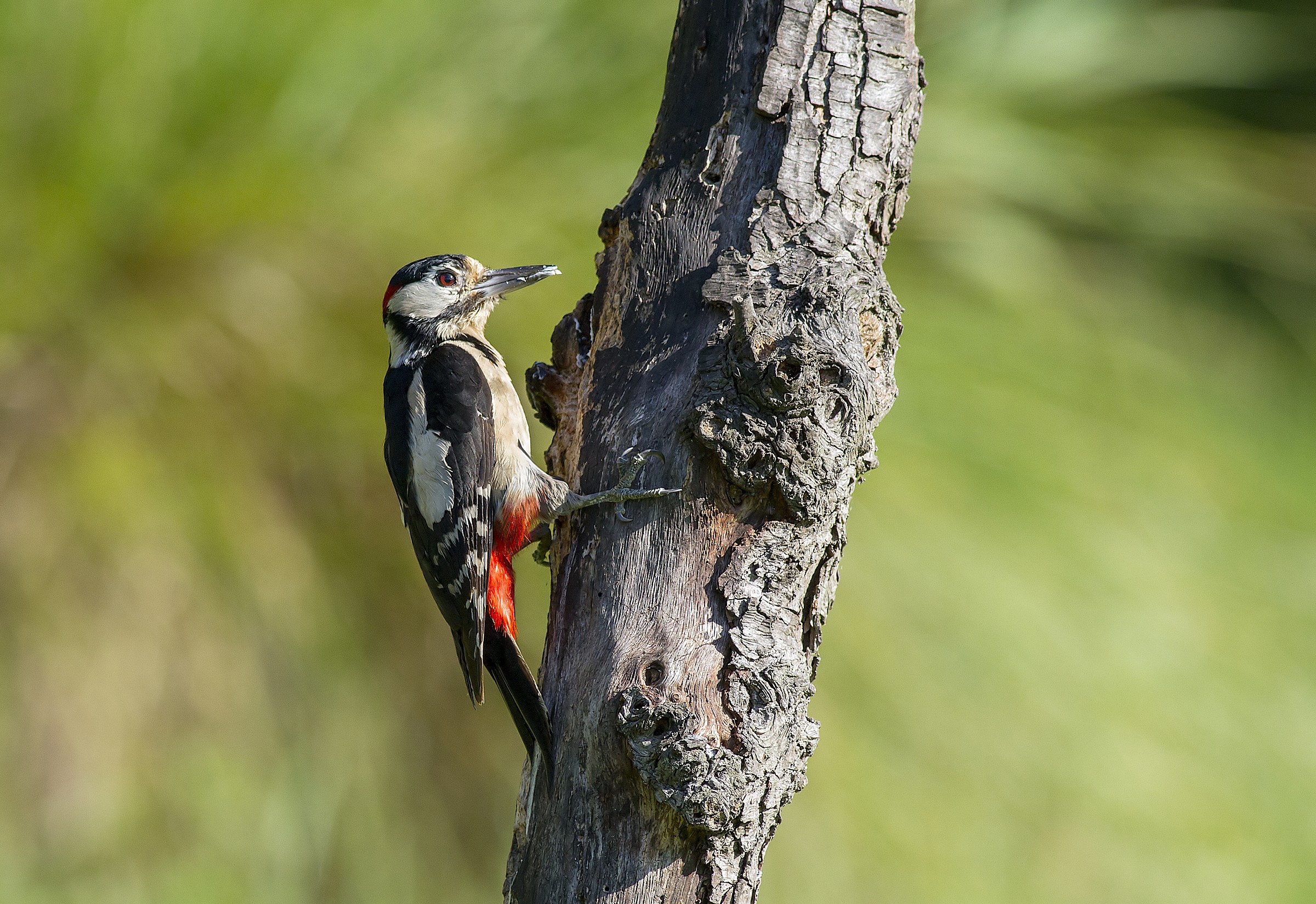 Woodpecker