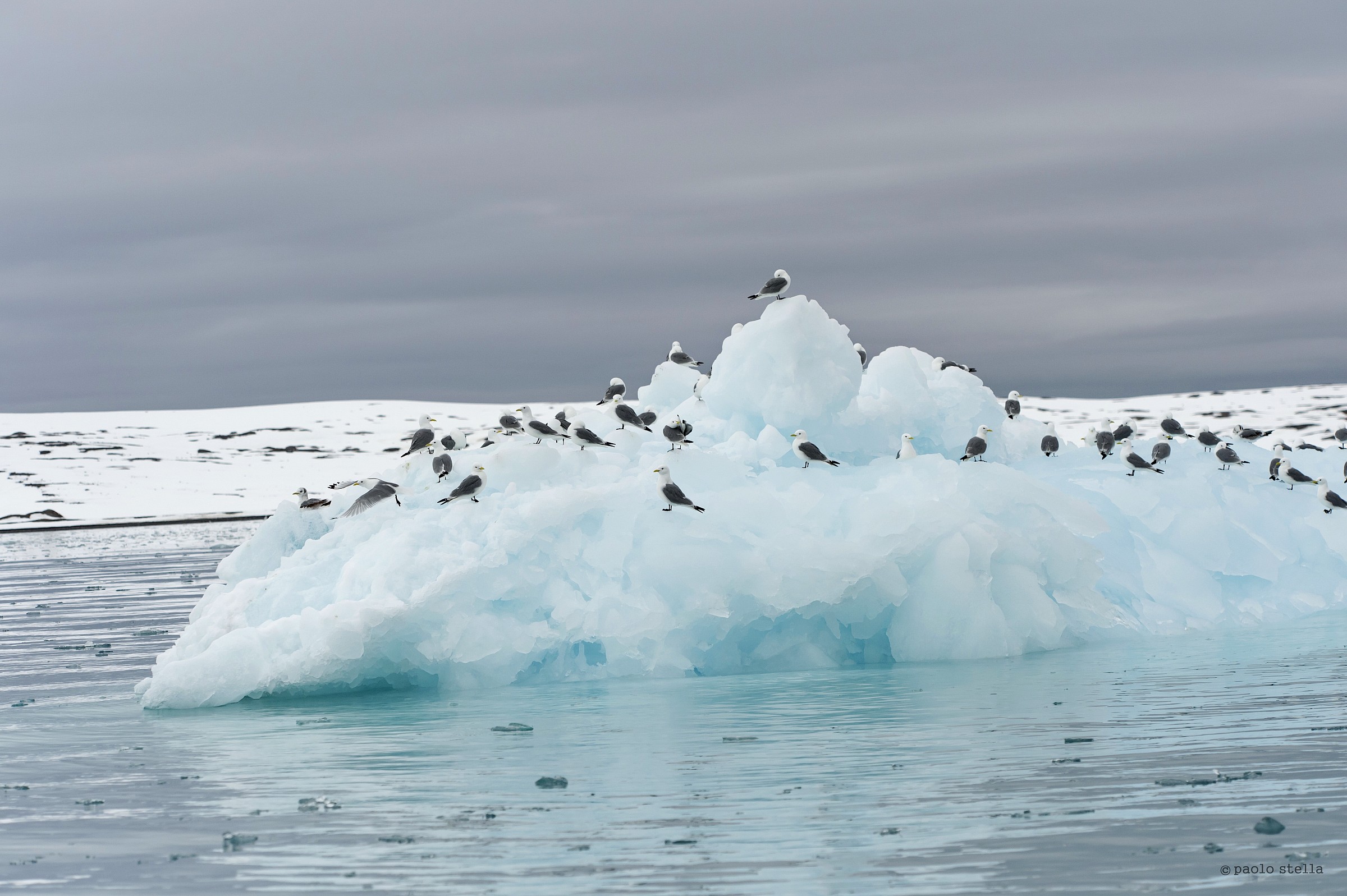 Gulls on iceberg (Rissa tridactyla)
