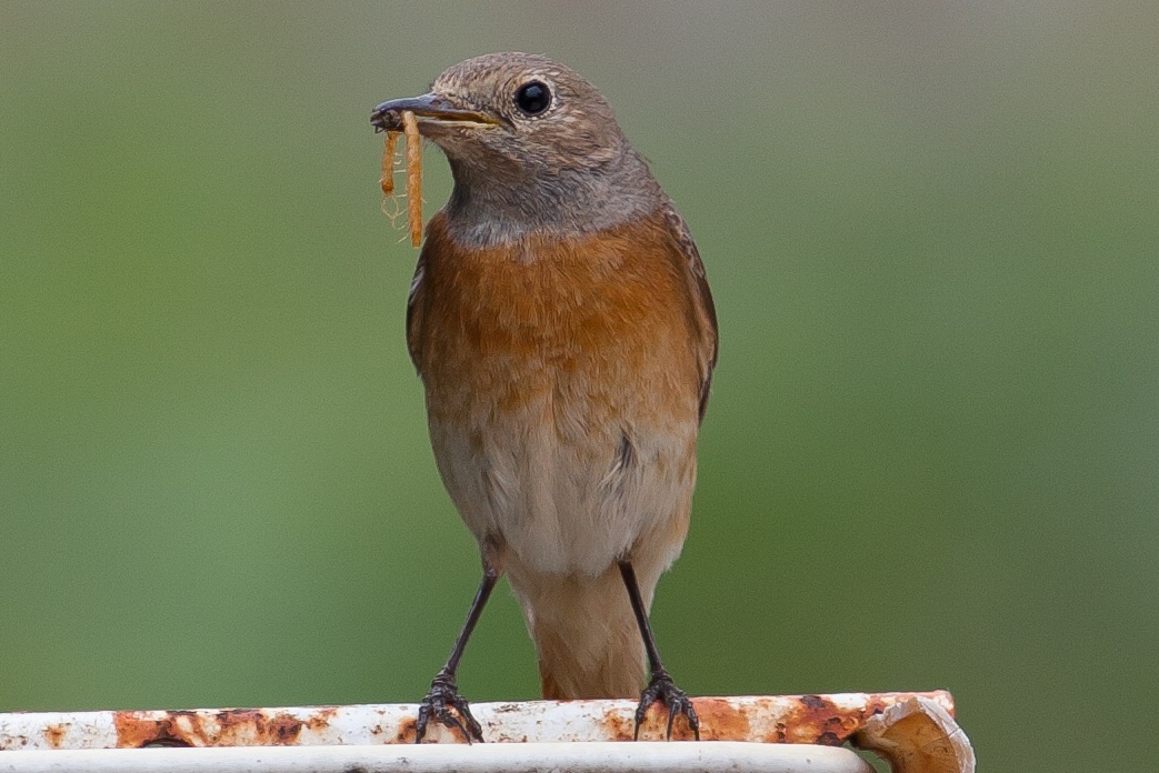 Ms. redstart with lunch