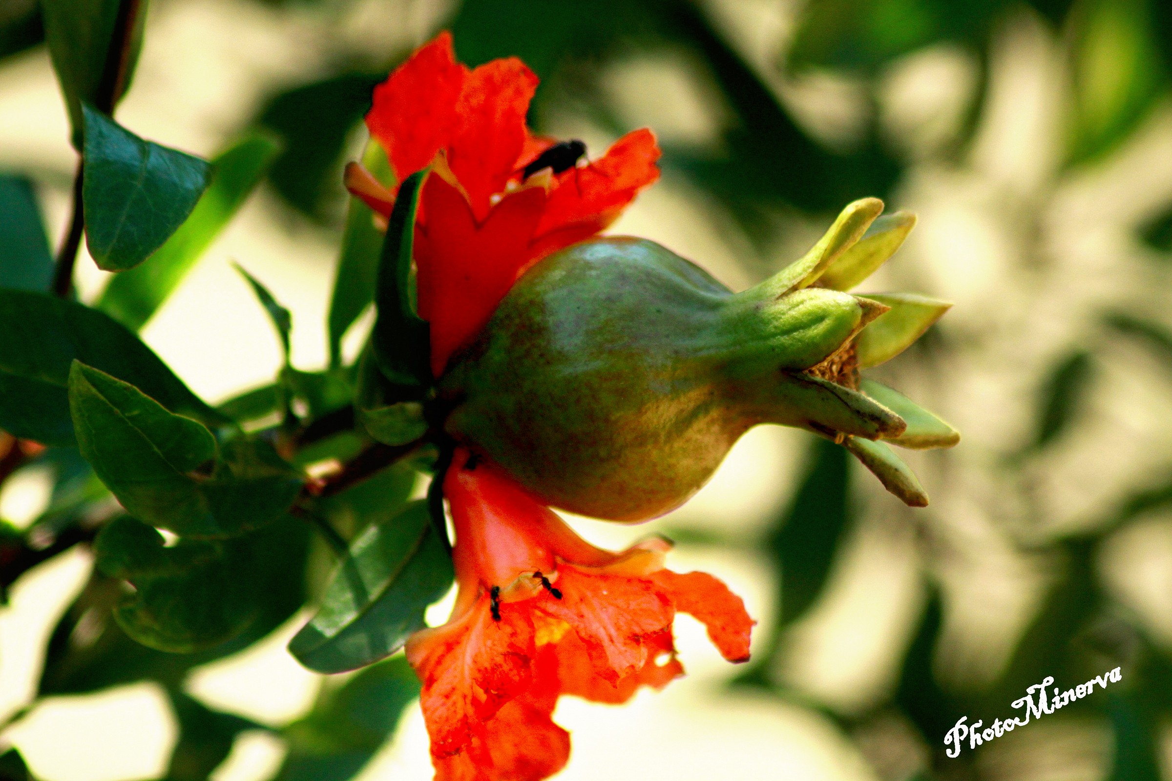 Flowers and Flower IV