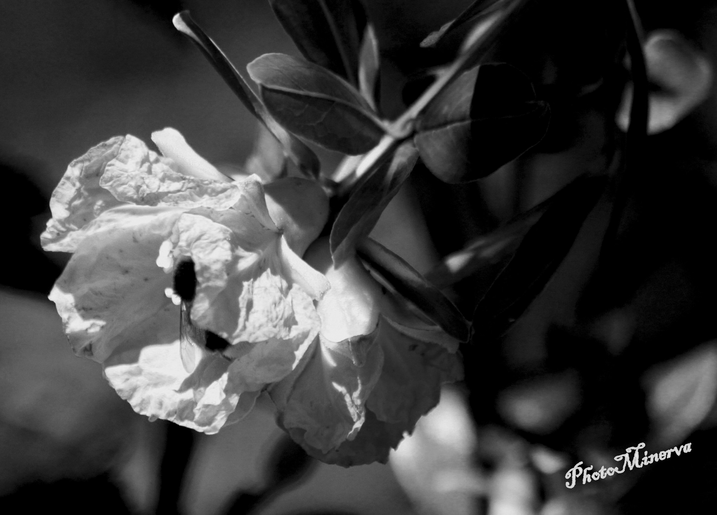 Flowers and Flowers VI