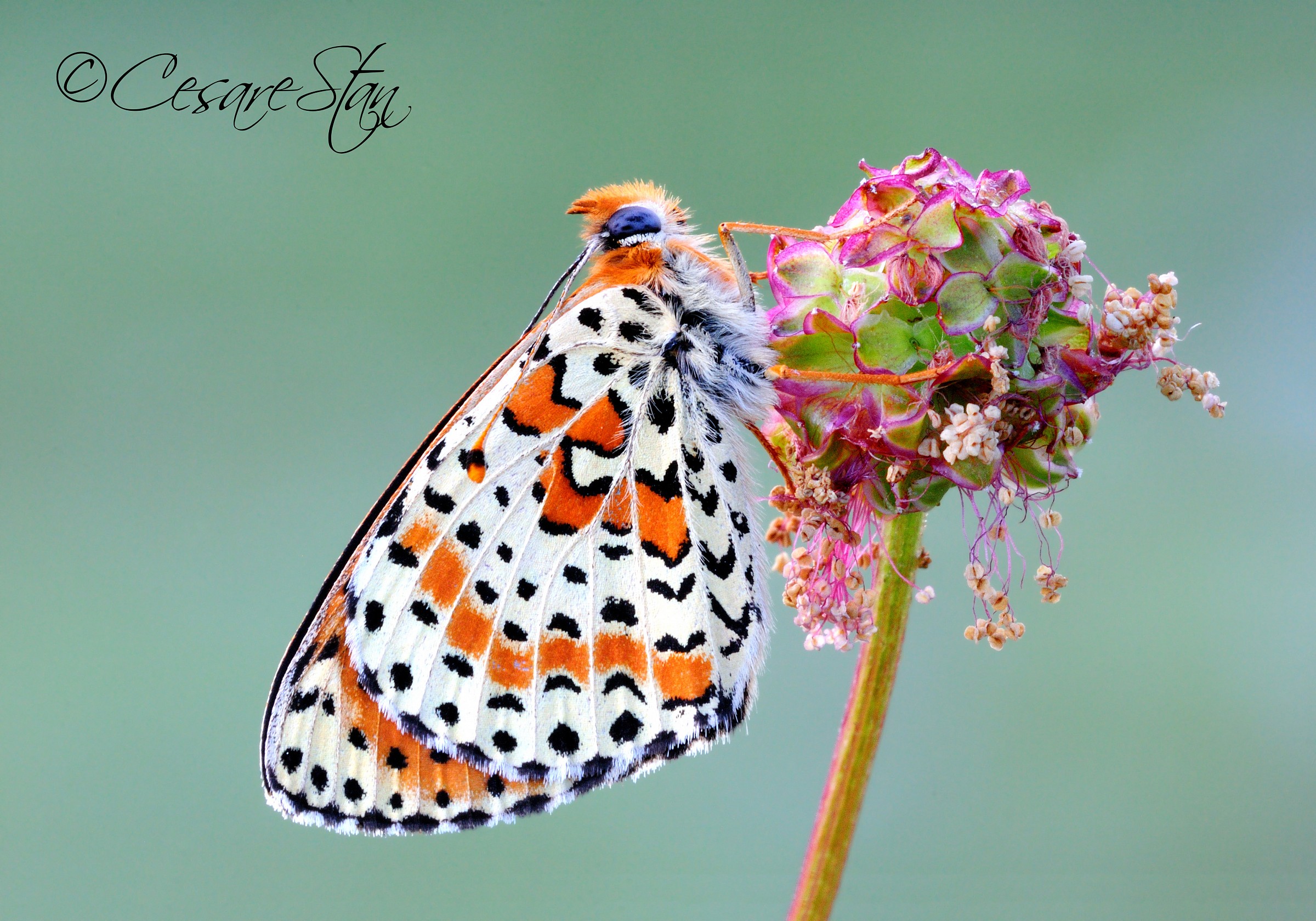 Melitaea didyma