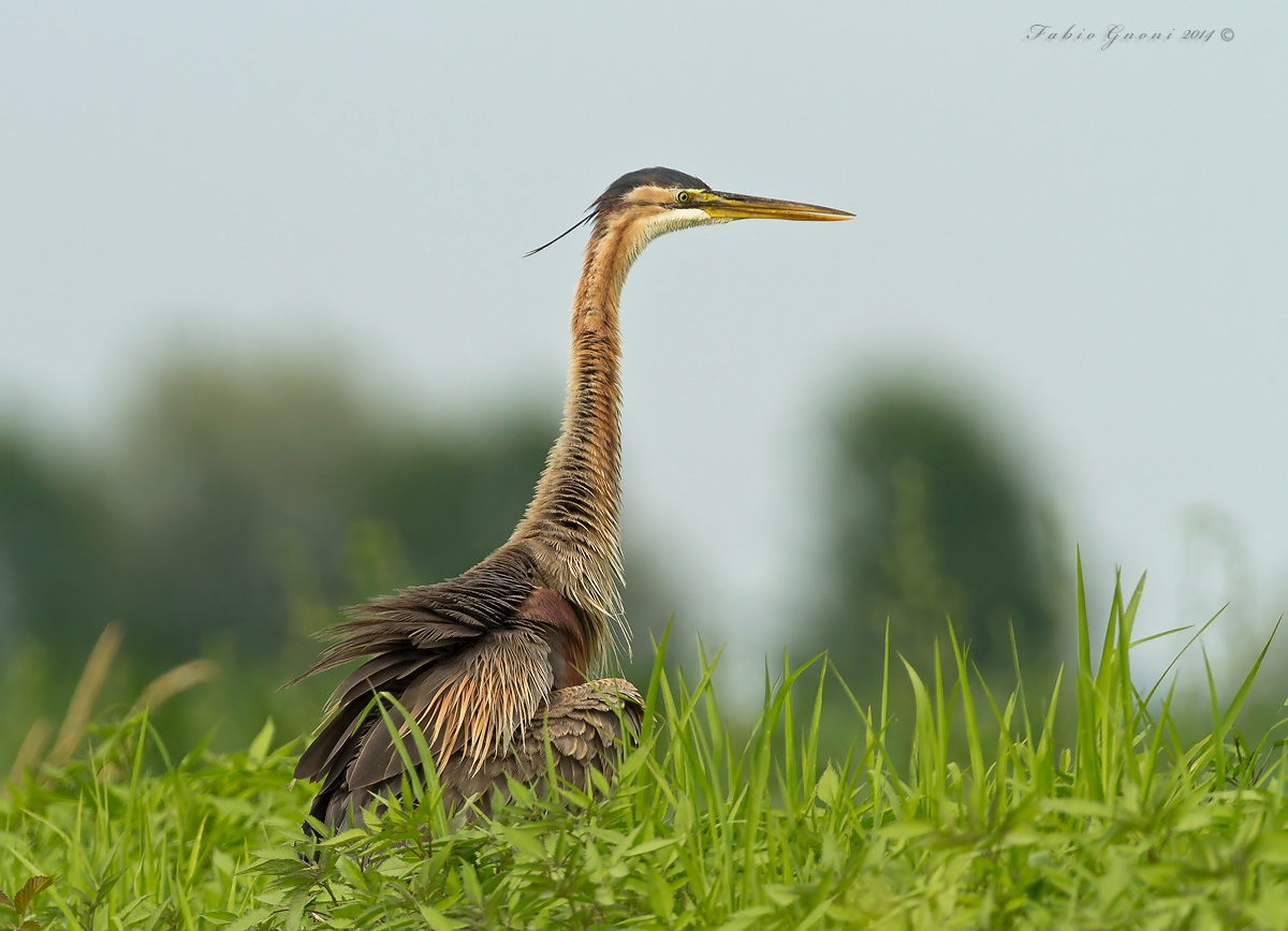 Purple Heron