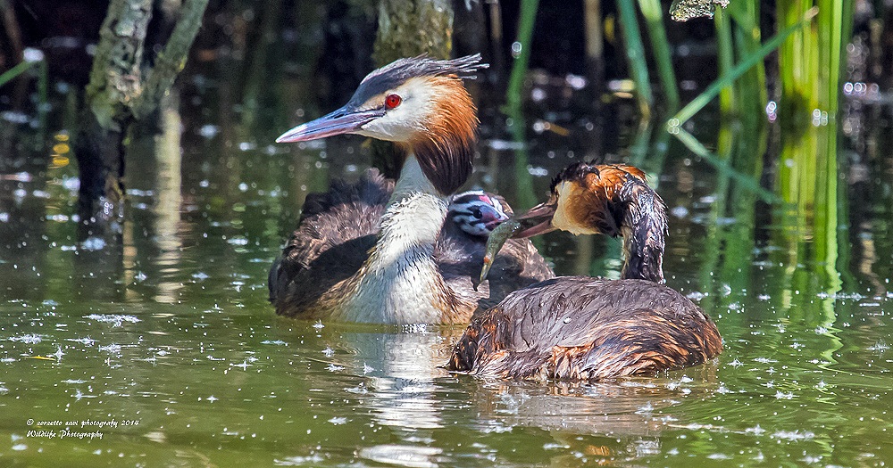 famigliola di svassi  con pasto