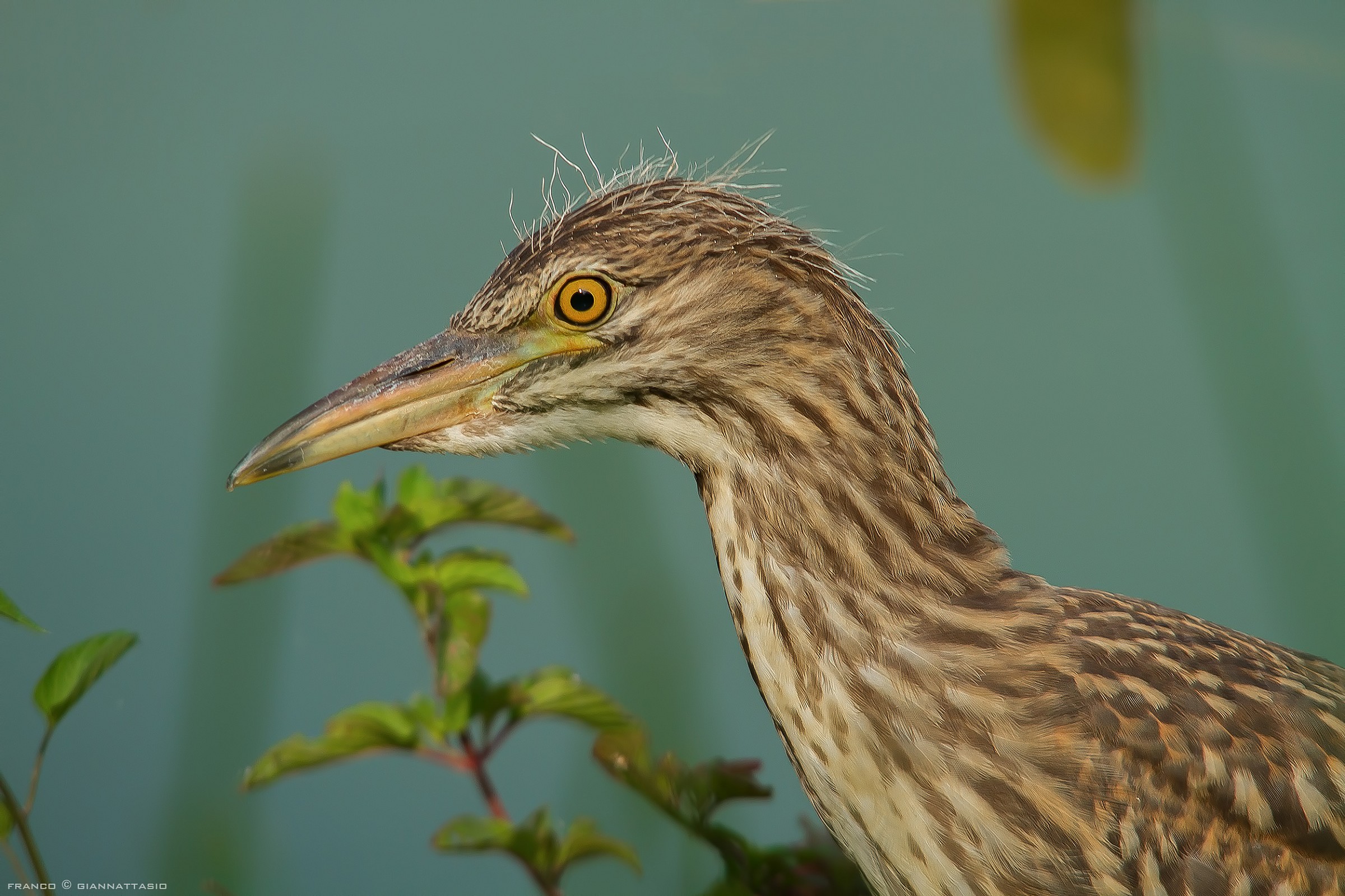 Ritratto della Nitticora