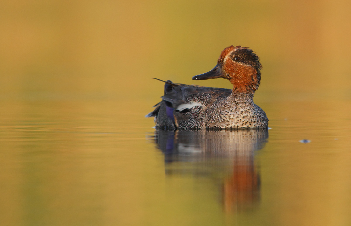 Young Teal