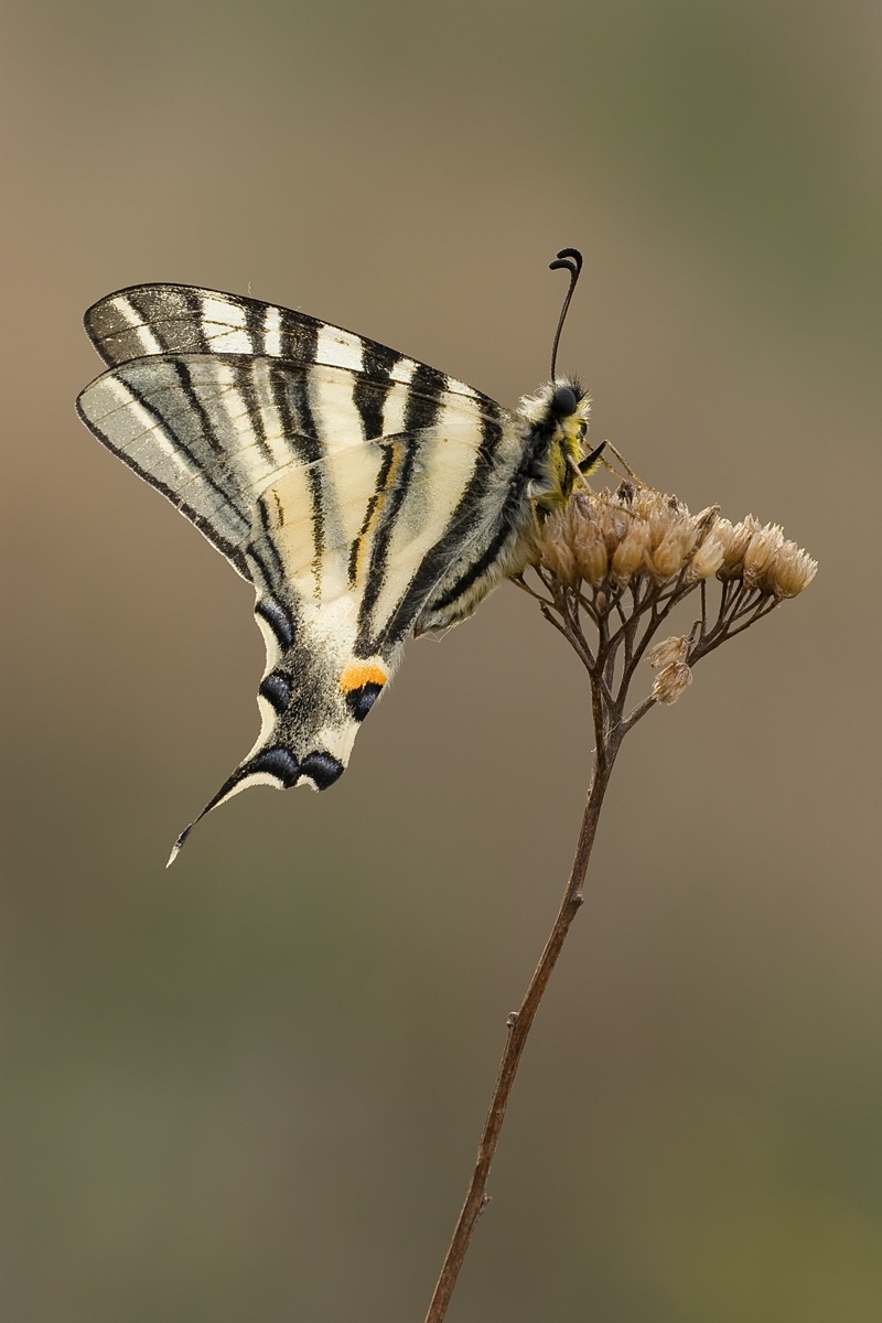 Iphiclides podalirius