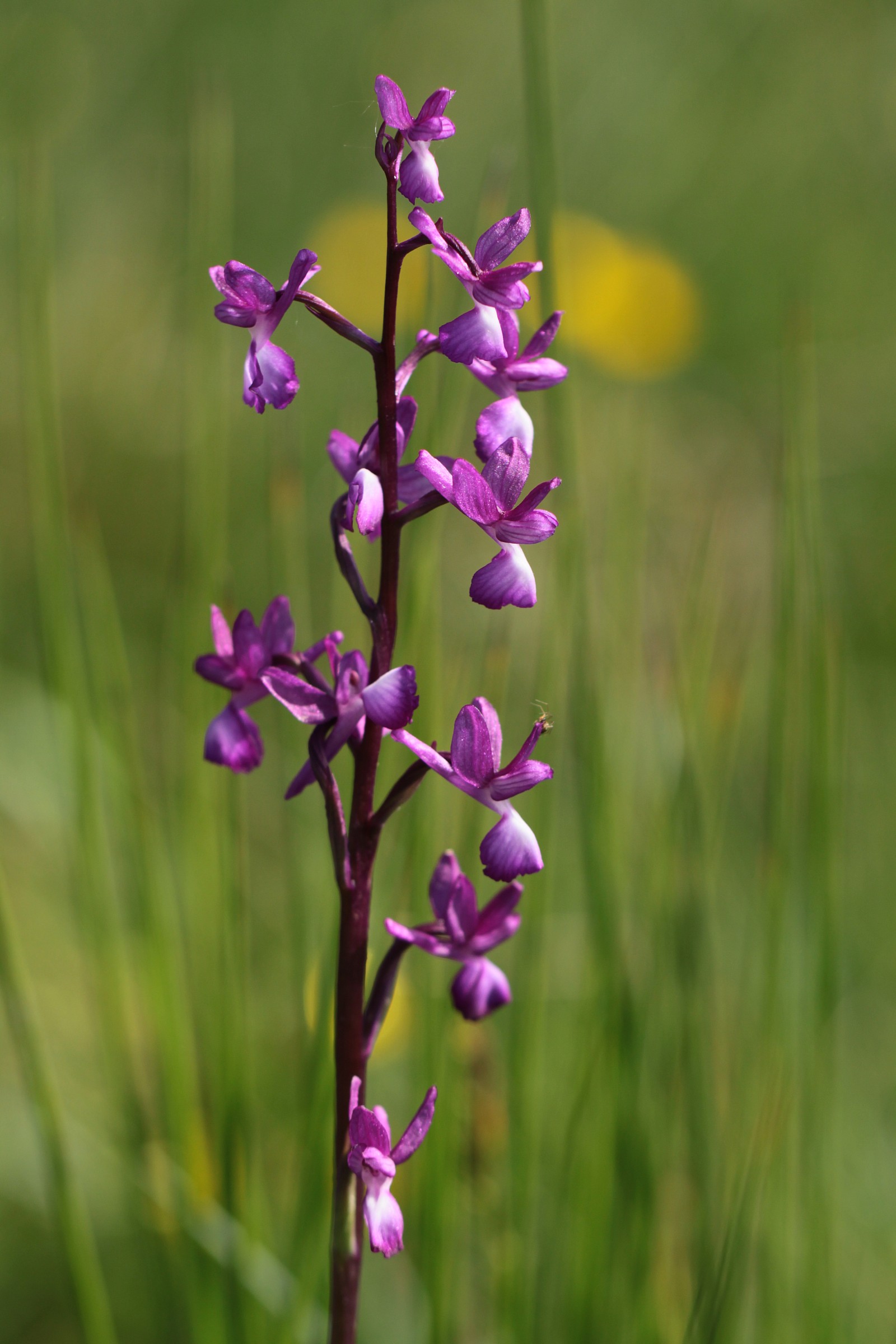 Anacamptis laxiflora