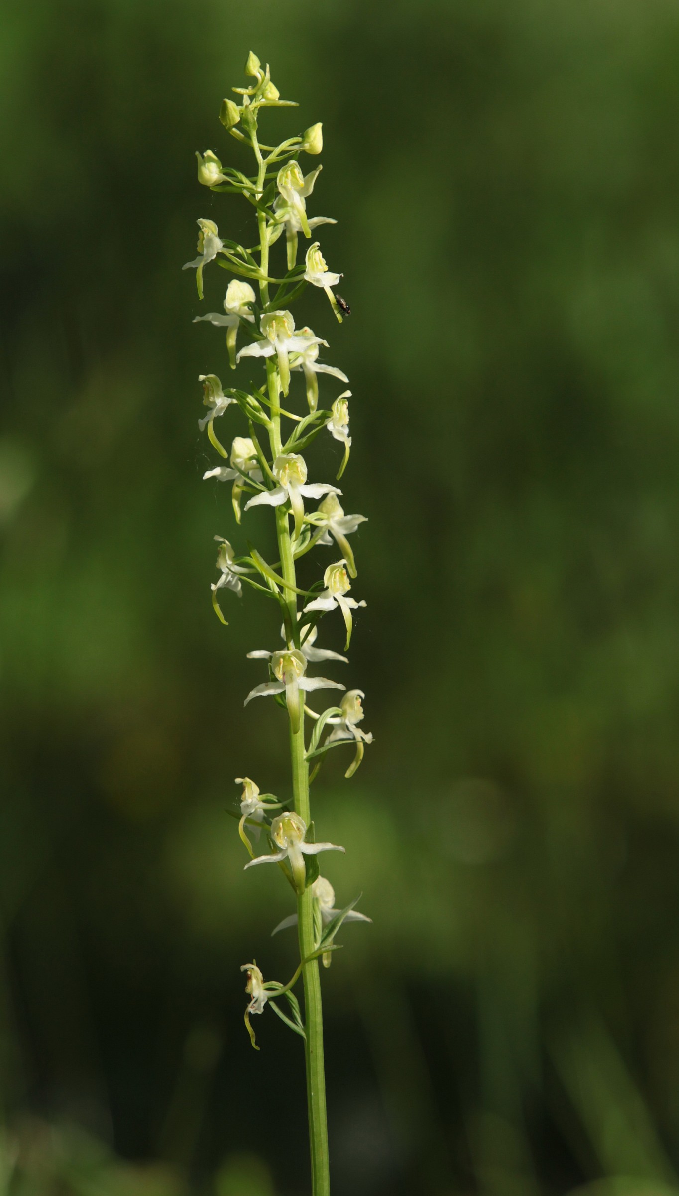 Platanthera chlorantha.