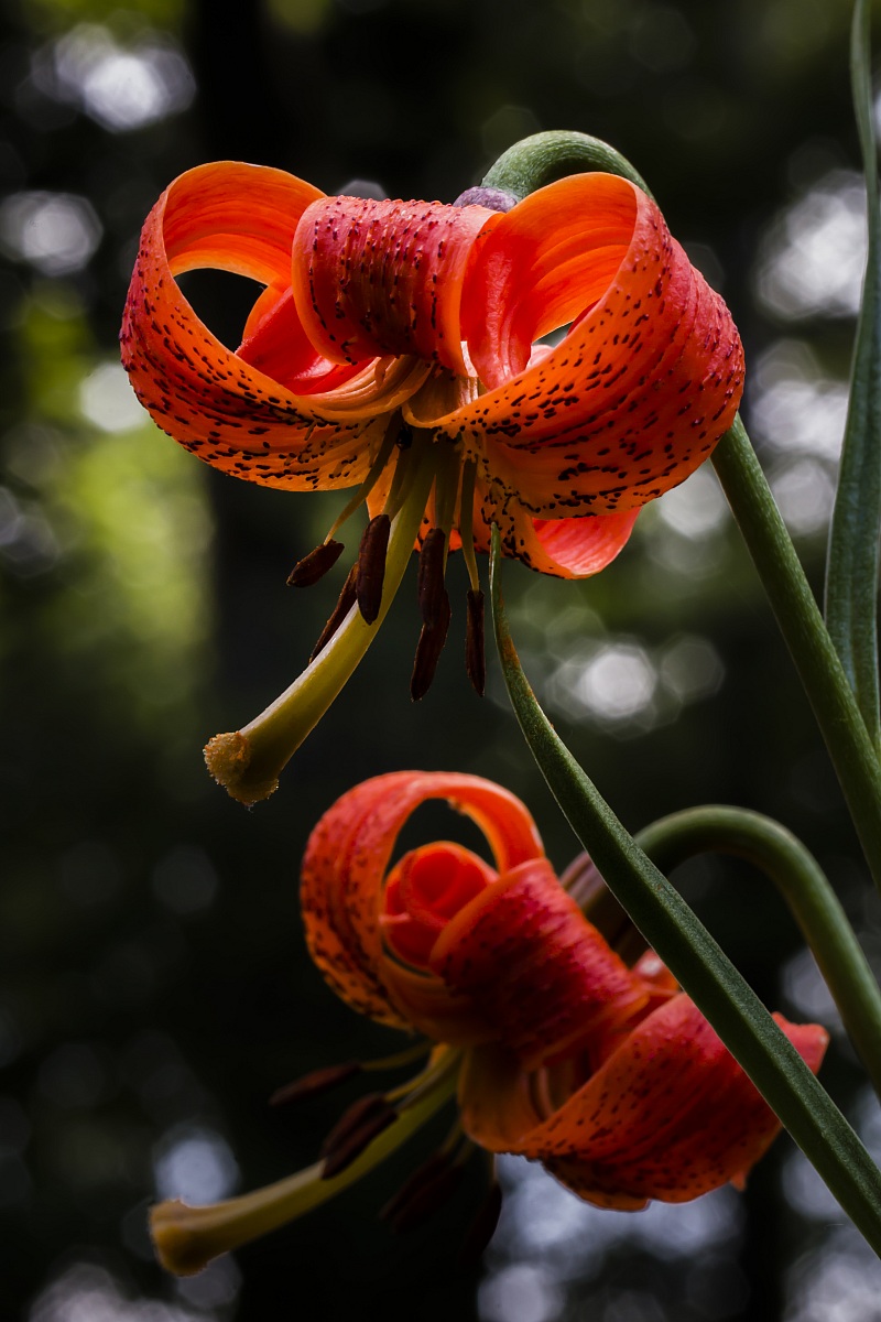 Lilium Pomponium