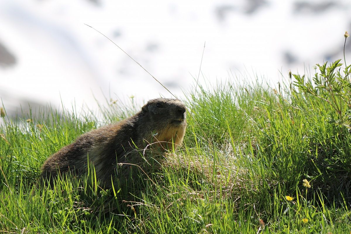 Marmot