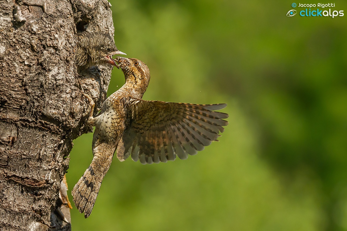 l'imbeccata al volo | jynx torquilla