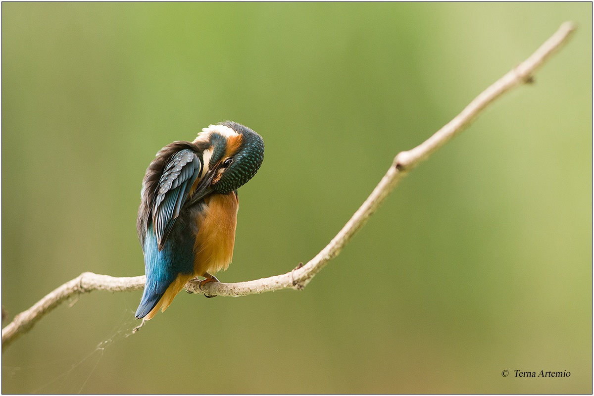 Kingfisher (Alcedo atthis) 2