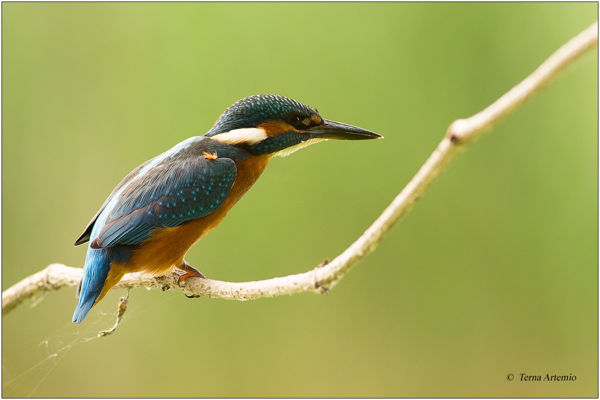 Martin Pescatore (Alcedo atthis) 4