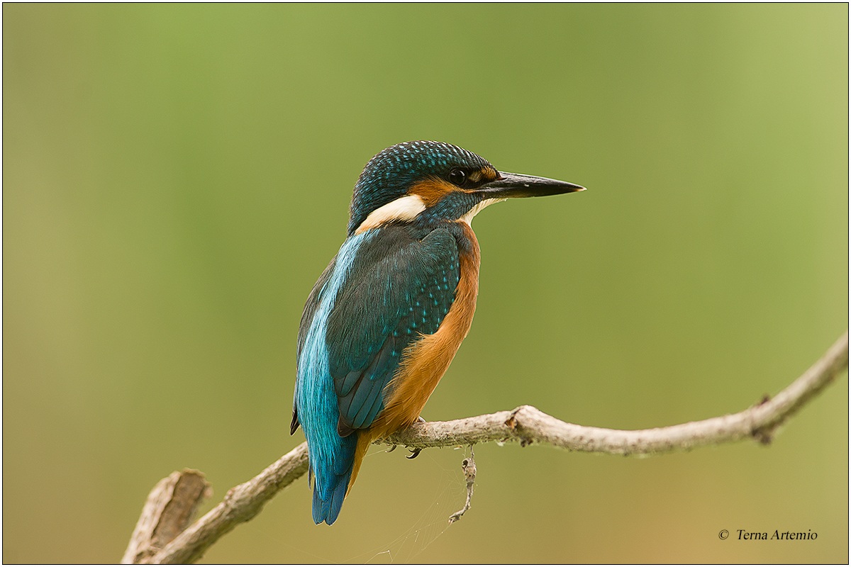 Martin Pescatore (Alcedo atthis) 3