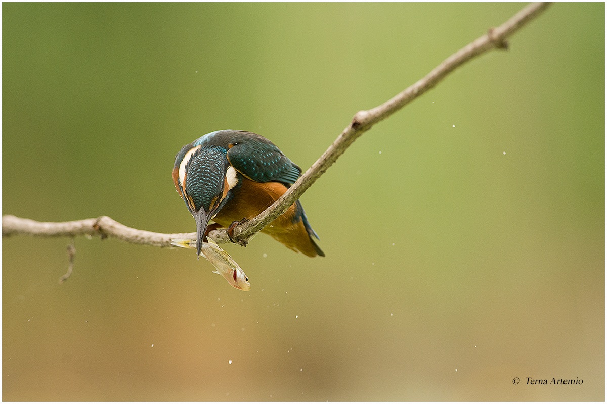Kingfisher (Alcedo atthis) 5