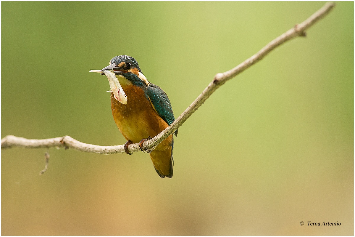 Martin Pescatore (Alcedo atthis) 6