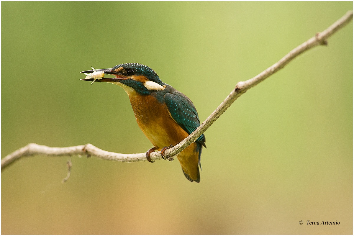 Kingfisher (Alcedo atthis) 7