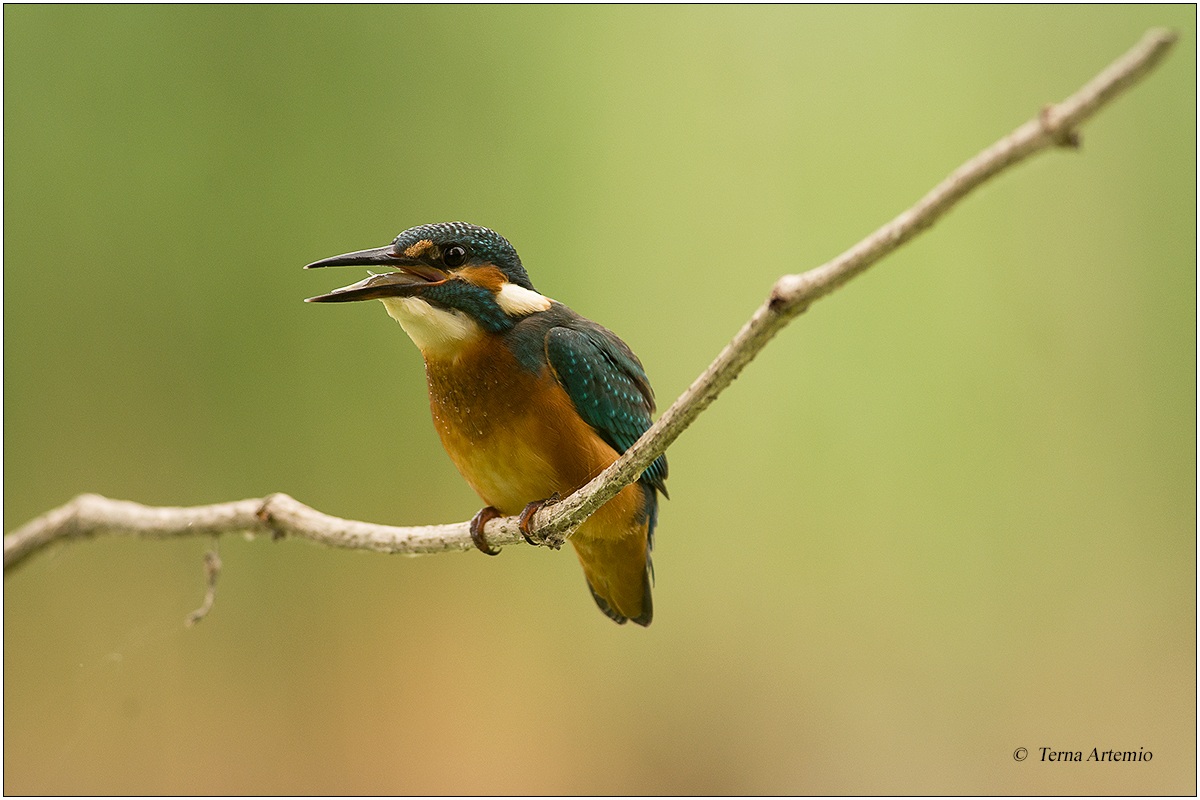 Martin Pescatore (Alcedo atthis) 8 boccone inghiottito.