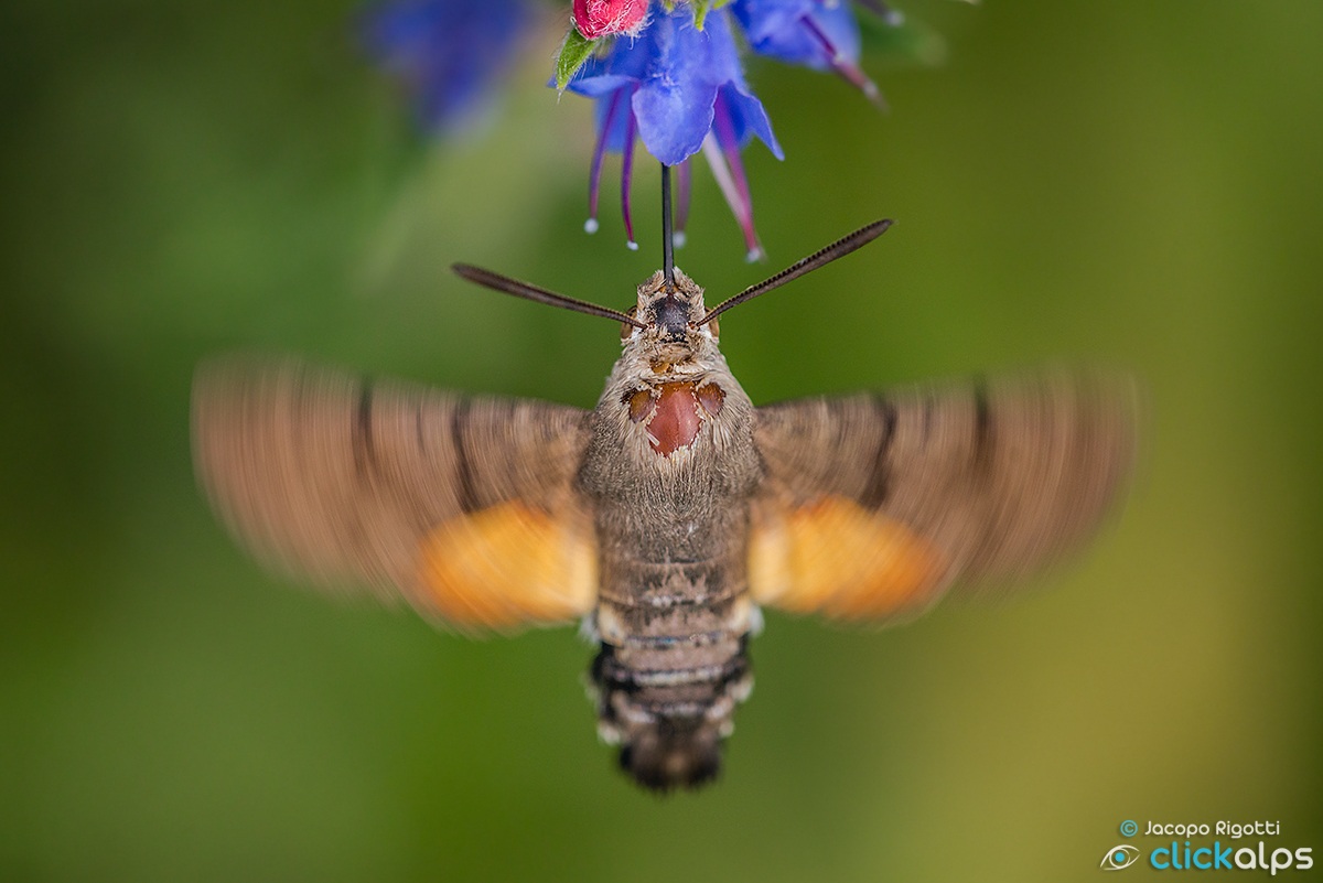 points of view | macroglossum stellatarum