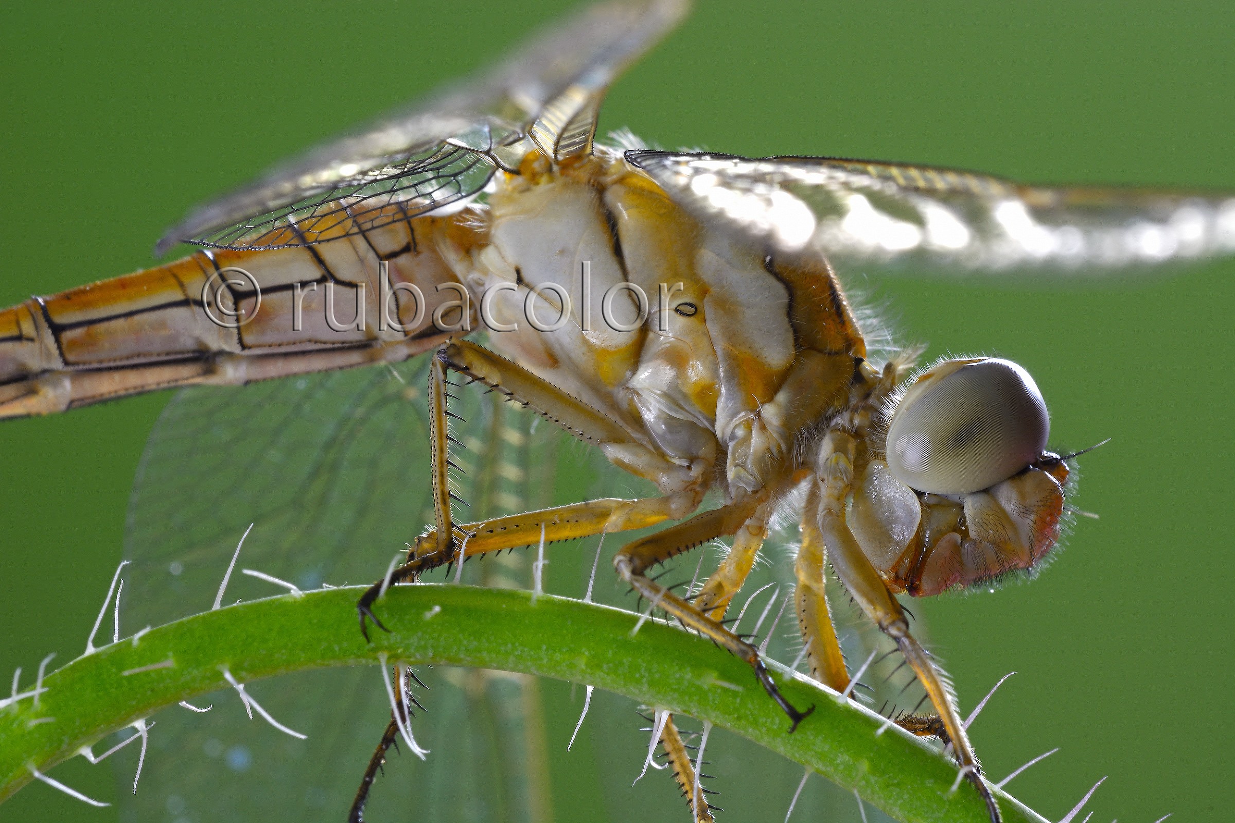 Una libellula particolare