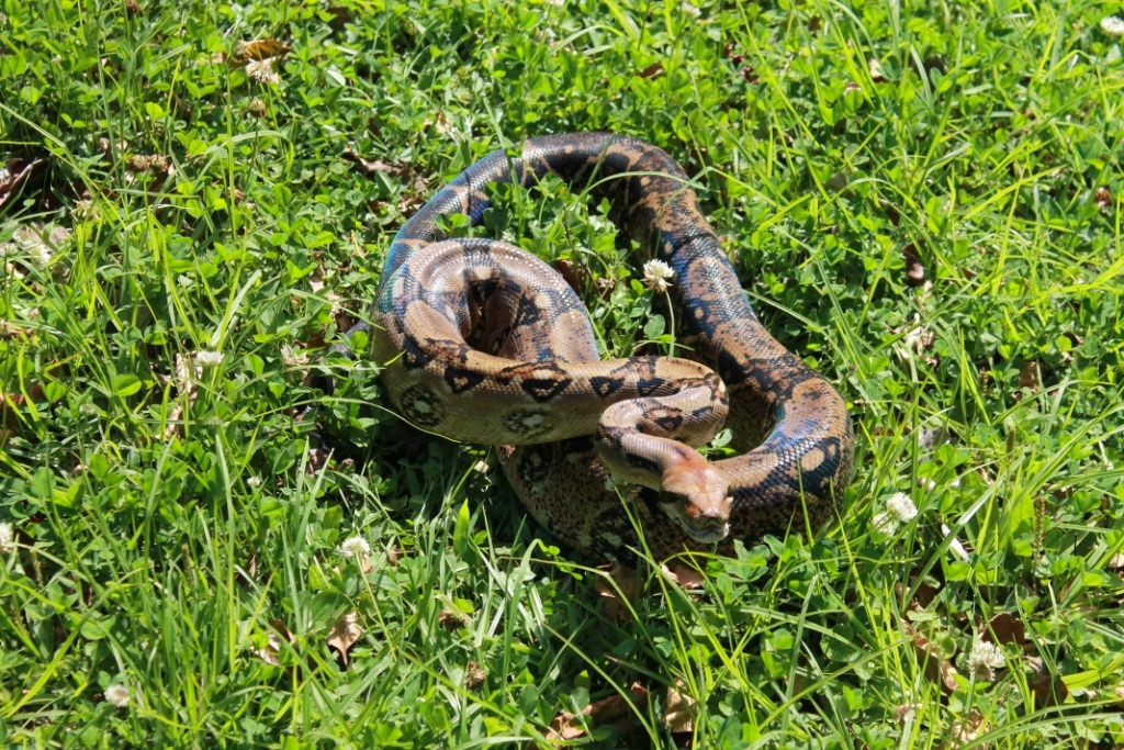 Boa Constrictor