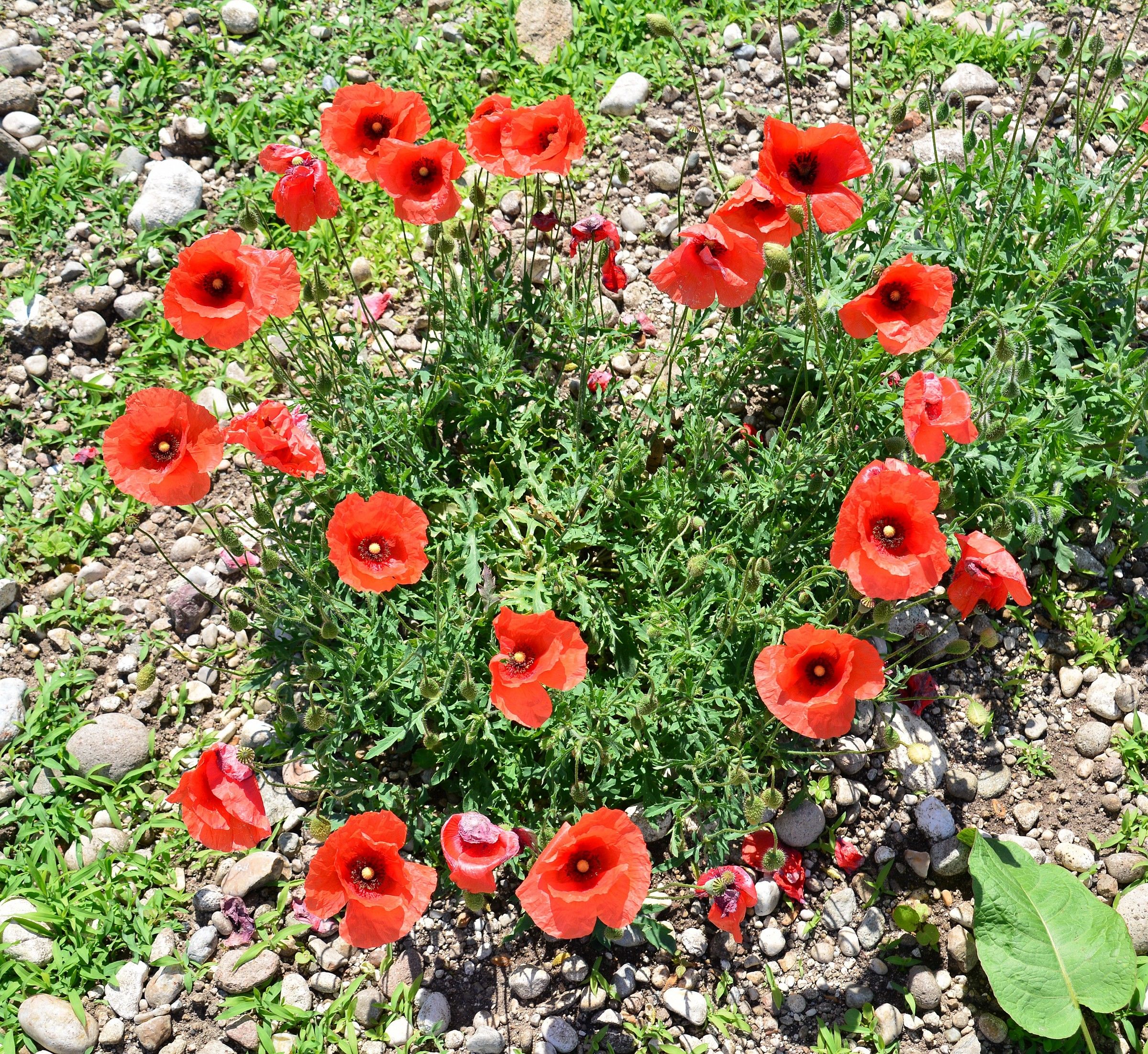 No. 5 hours 14:24:24 The heart: the most loved by Annina